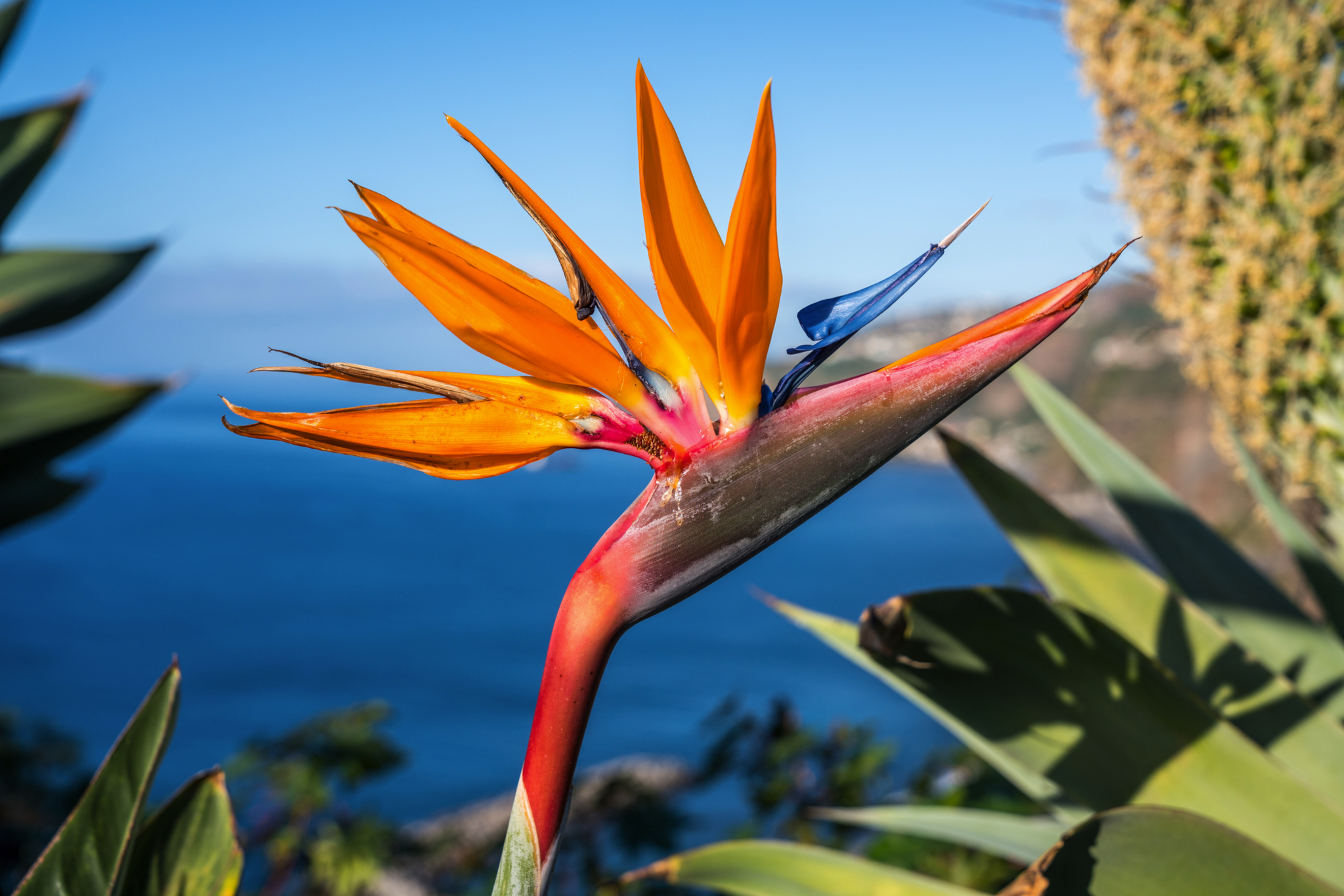 Strelitzia-Blüte vor blauem Meer und grünem Laub.