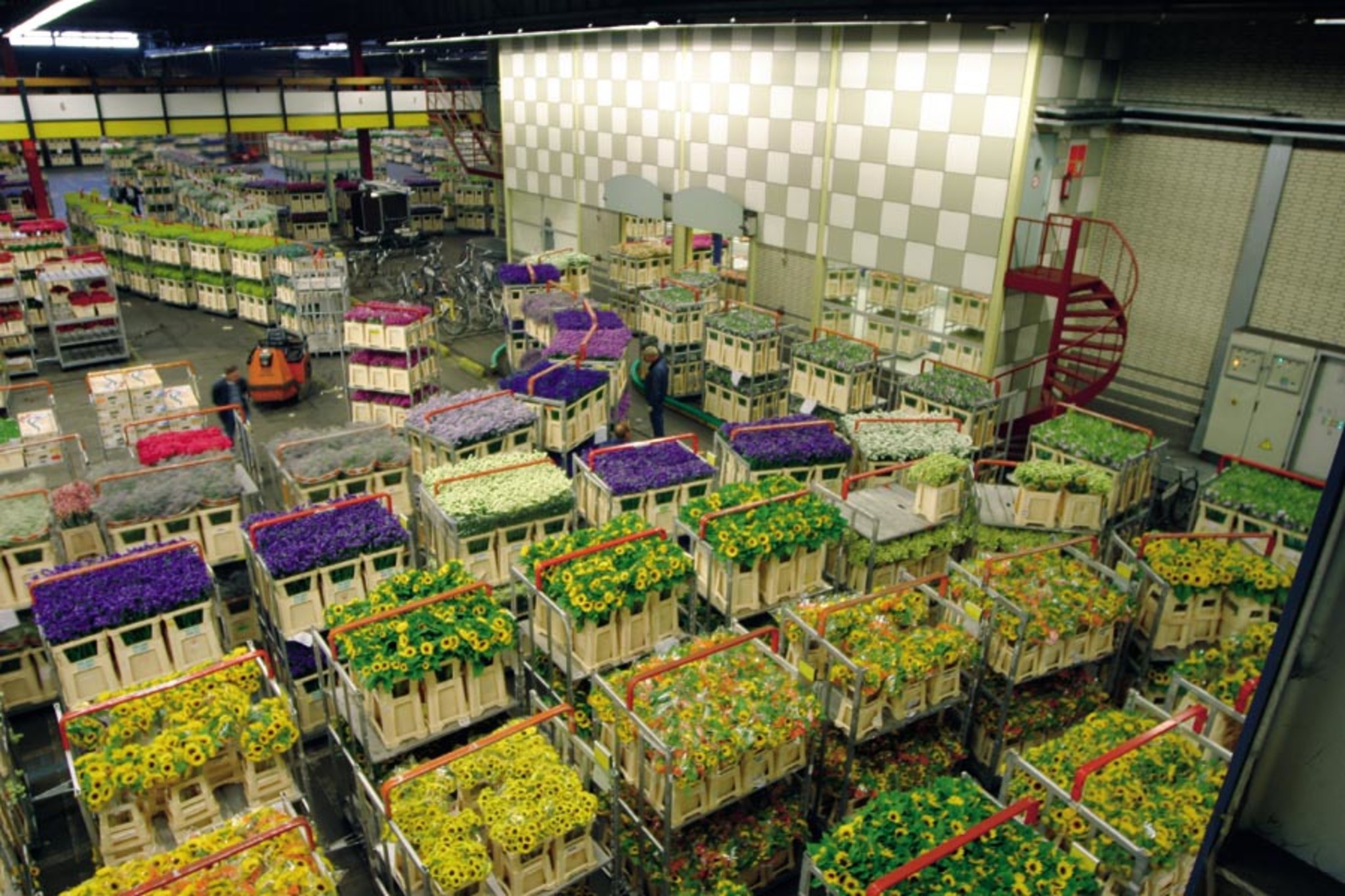 Blumenbörse Aalsmeer Bild