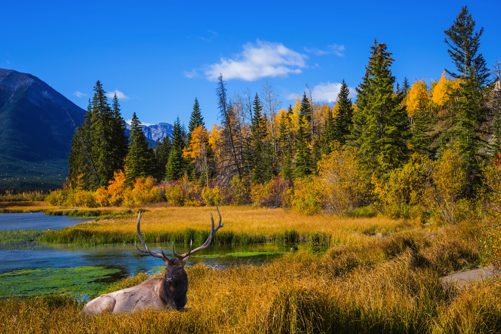 Goldener Herbst in Norwegen Bild