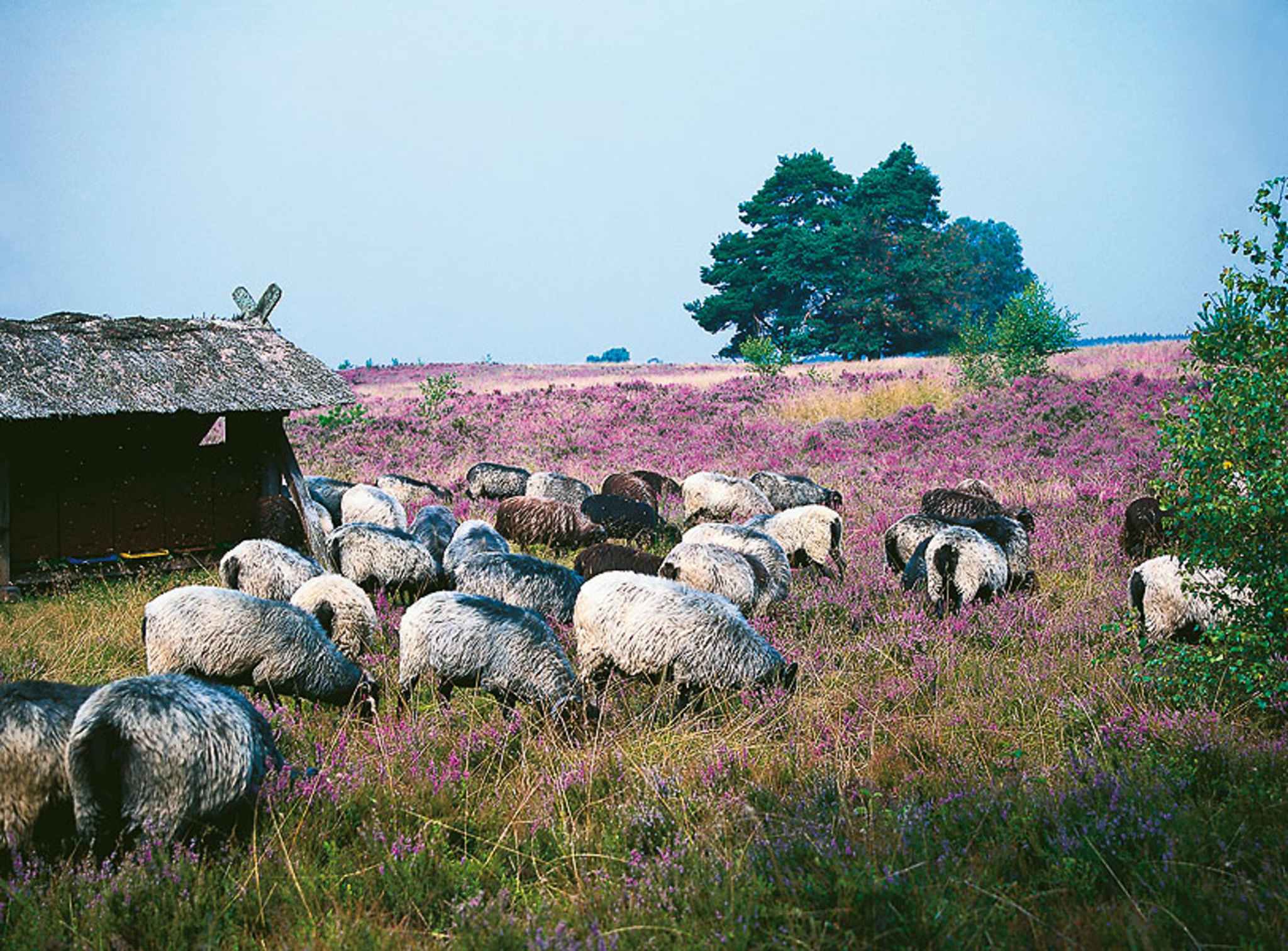 Lüneburger Heide Bild