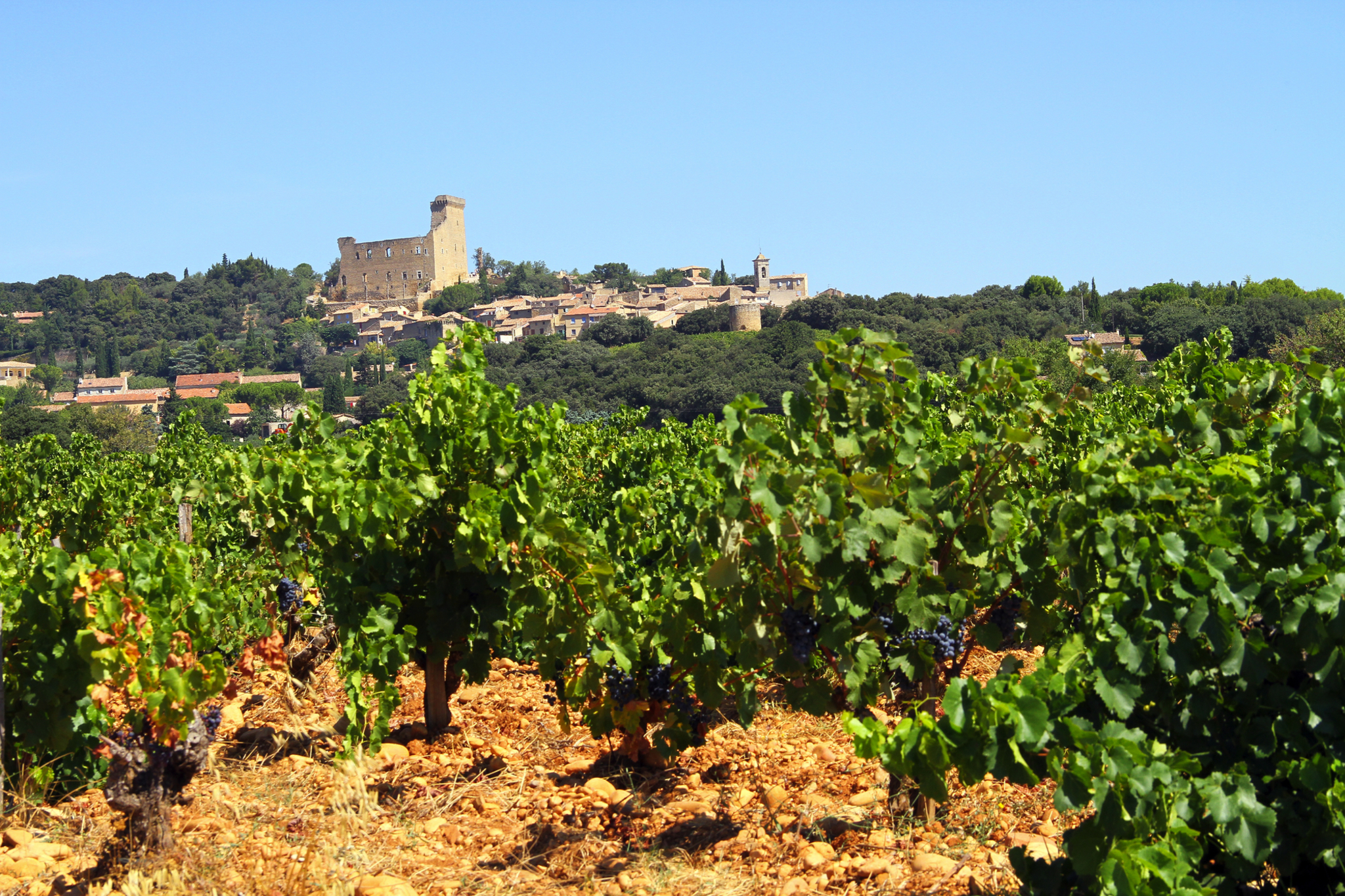 Weinberge vor mittelalterlicher Burg und Dorf auf Hügel.