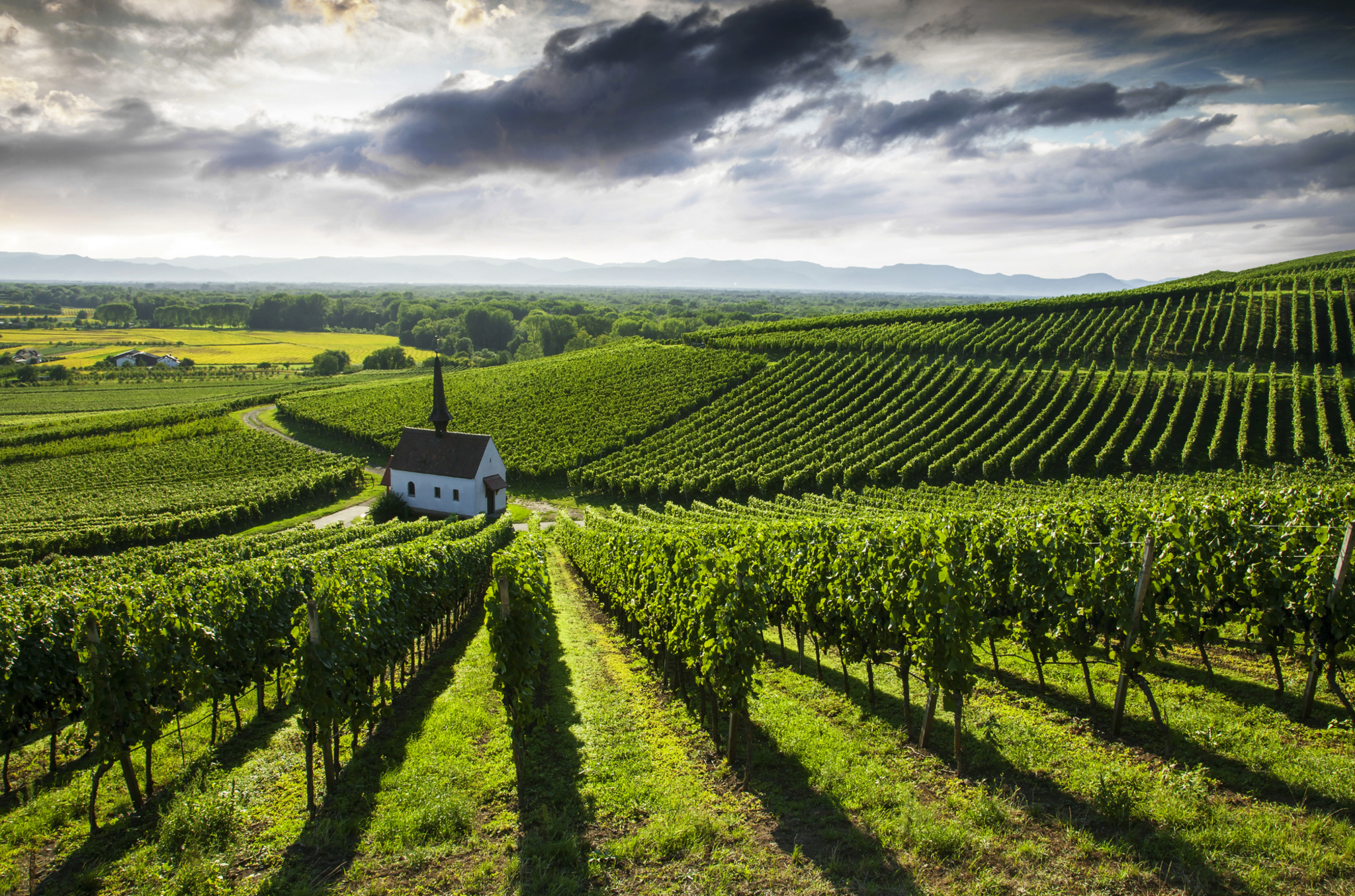 Weinberg mit kleinem Haus und bewölktem Himmel in hügeliger Landschaft