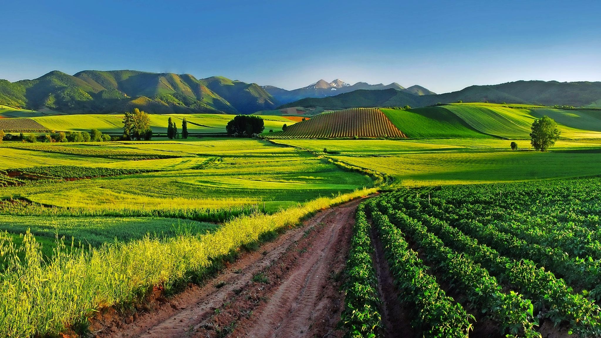 Marques de Riscal, Rioja Bild