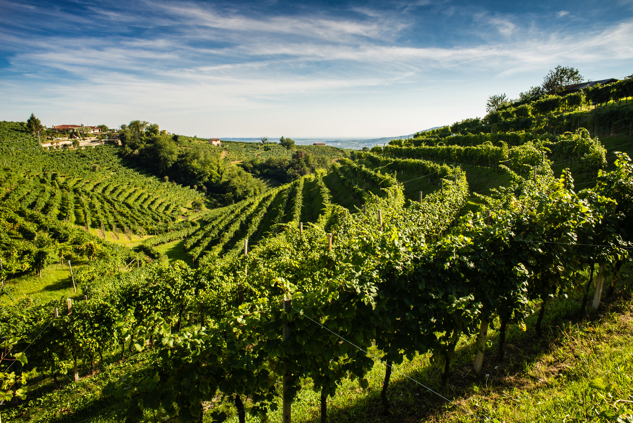 Weinberg auf einem Hügel mit Reihen von Reben unter einem blauen Himmel.