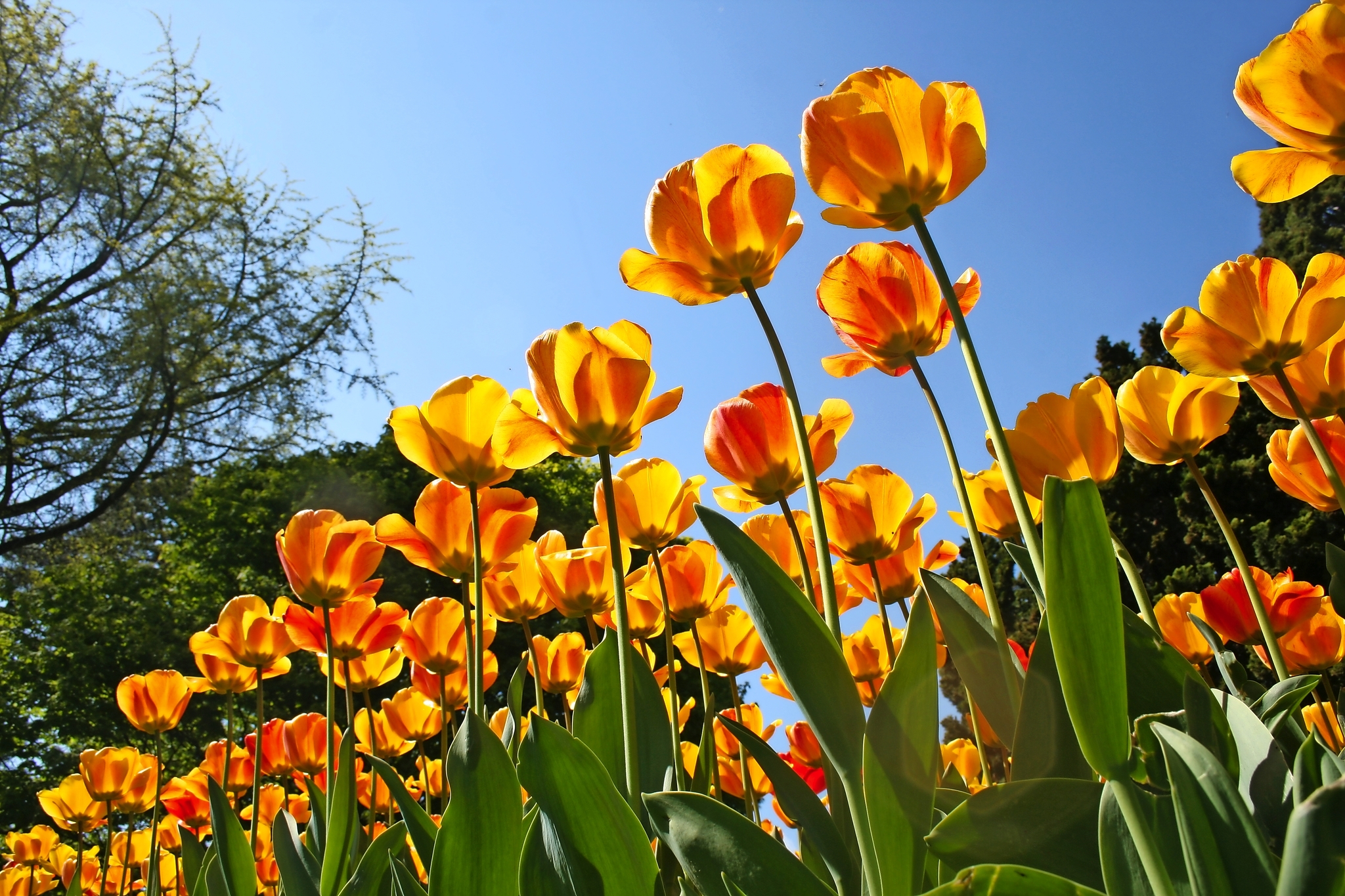 Tulpenfest Morges Bild