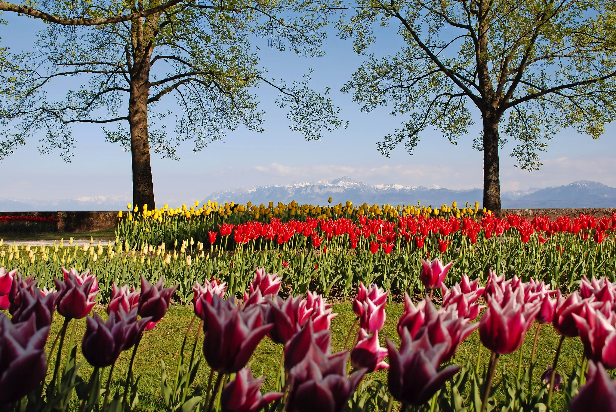 Tulpenfest Morges Bild