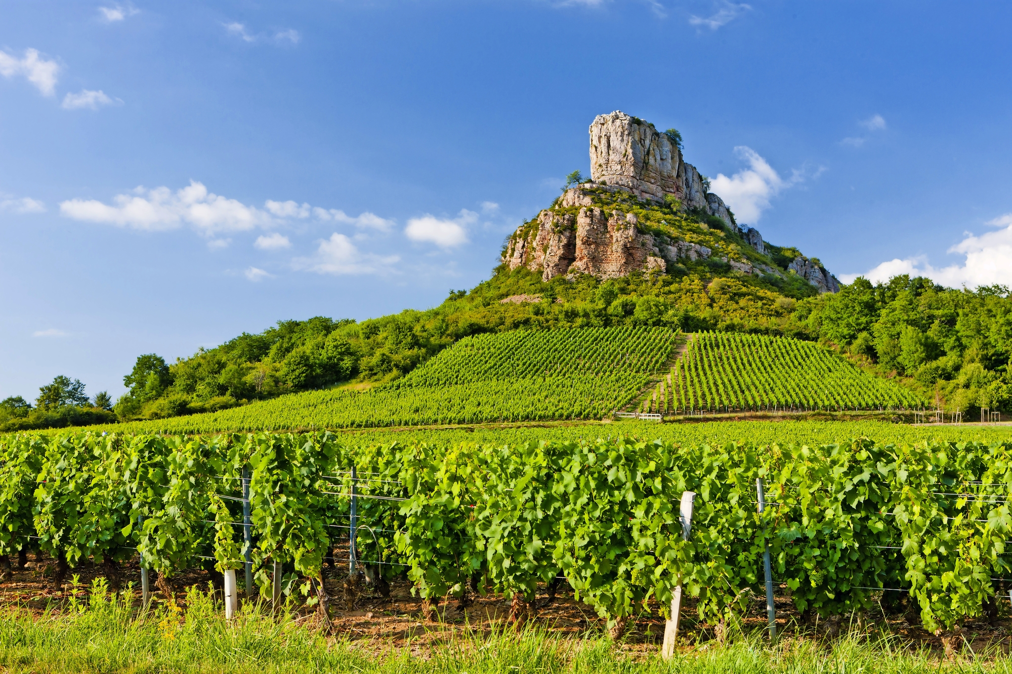 Burgund Bild