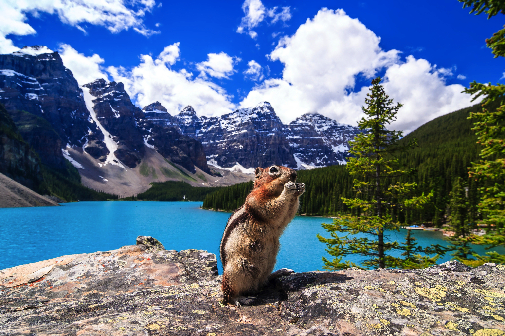 Ein Erdhörnchen vor einem blauen See in den Bergen unter blauem Himmel.