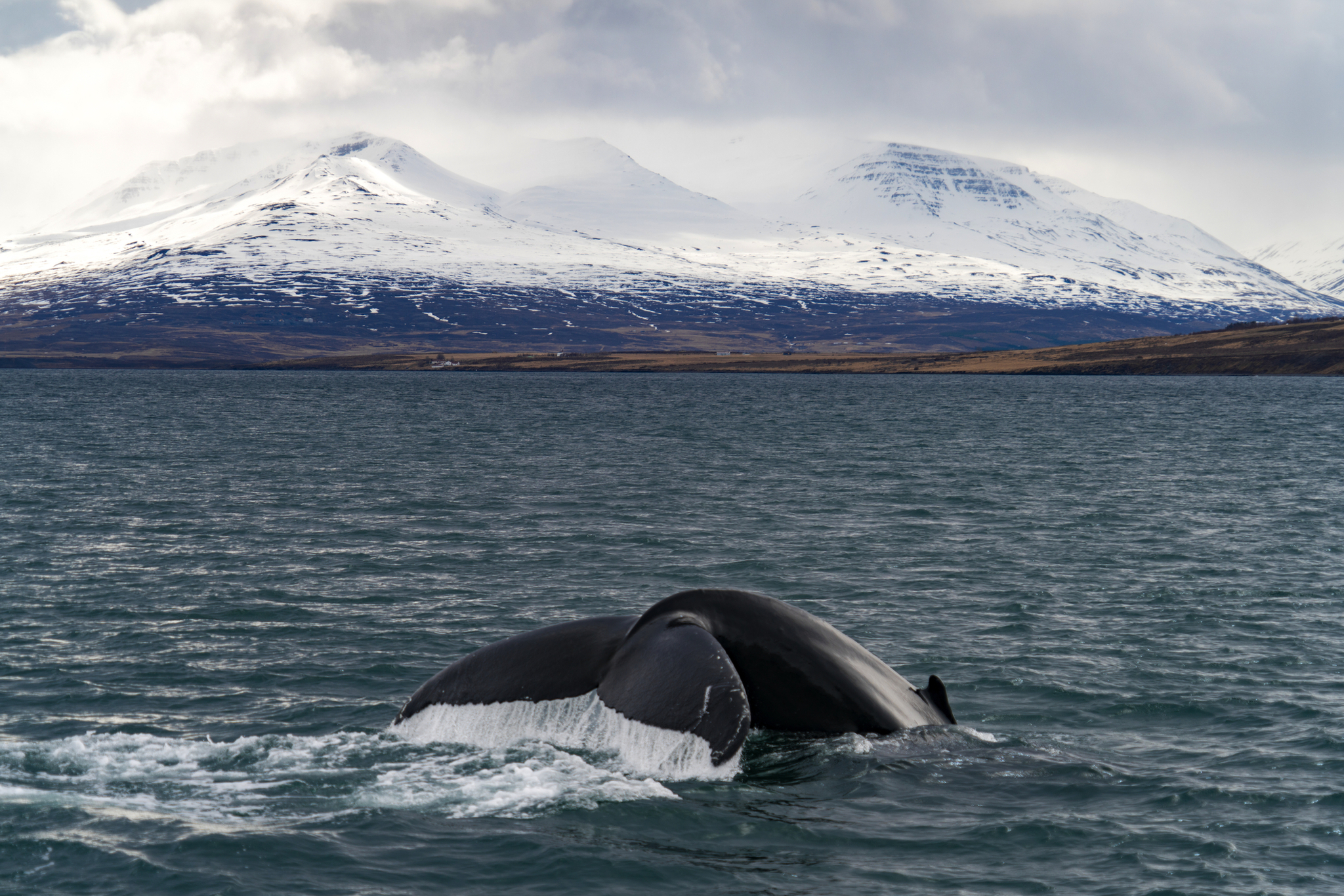 Ein Wal taucht im Meer vor schneebedeckten Bergen auf.