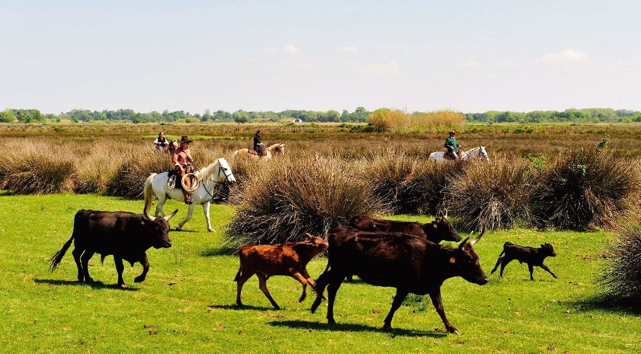 Stiertreiber auf weißen Camargue-Pferden treiben eine Herde Stiere in einer Wiesenlandschaft.