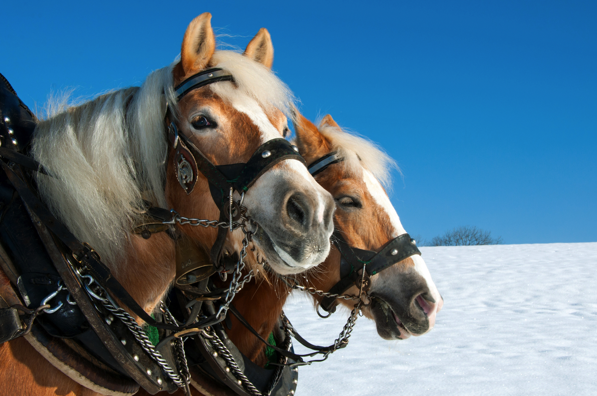 Zwei braune Kutschpferde mit Geschirr vor einem verschneiten Hintergrund im Winter.