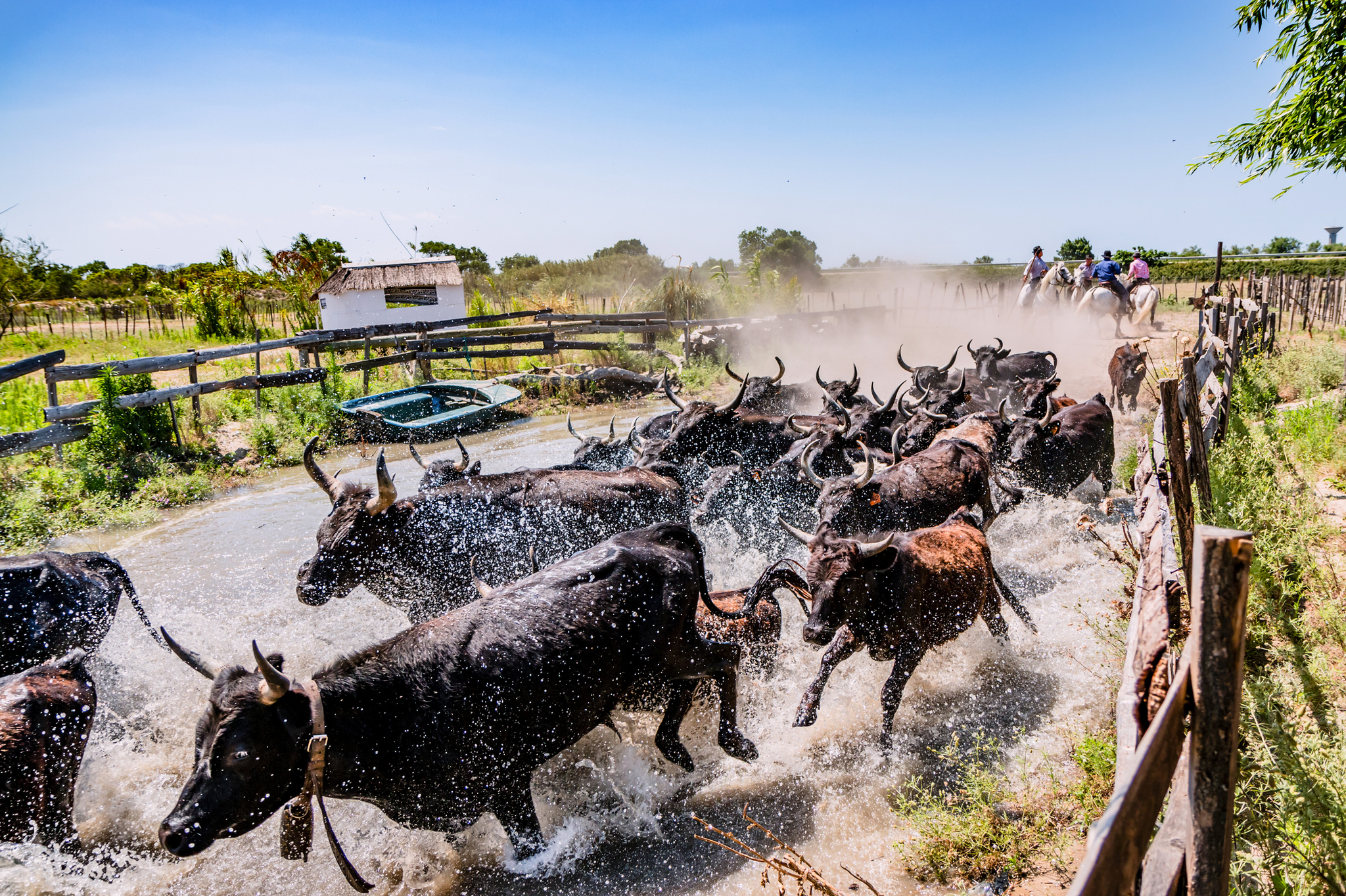Rinderherde läuft durch flaches Wasser auf einem eingezäunten Weg.