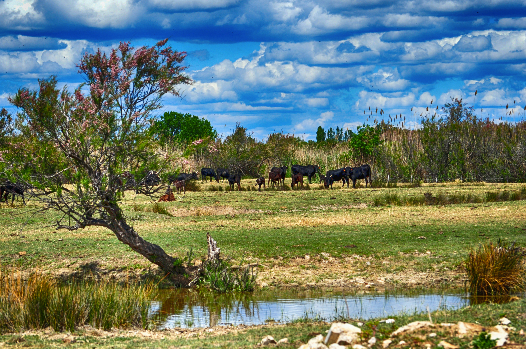 Landschaft mit Wasserstelle, Bäumen und einer Herde von Pferden im Hintergrund.