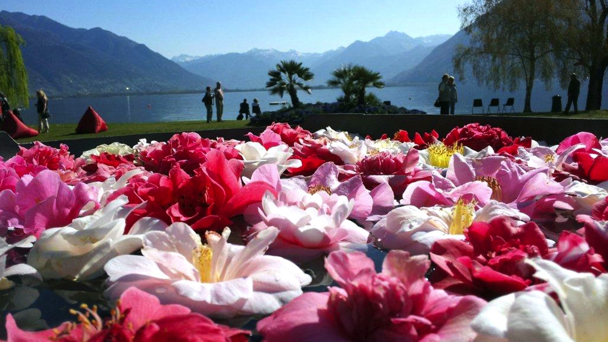 "Camelie Locarno" im Kamelienpark von Locarno  Bild