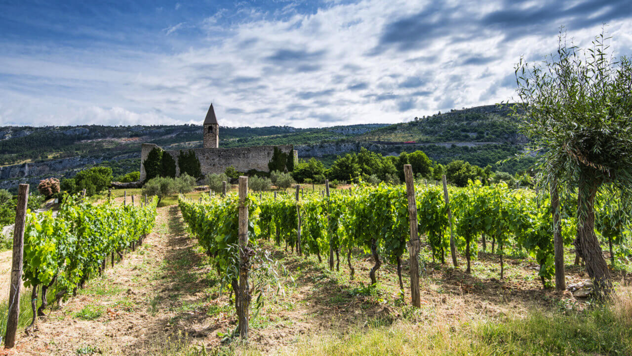 Weinland Slowenien Bild