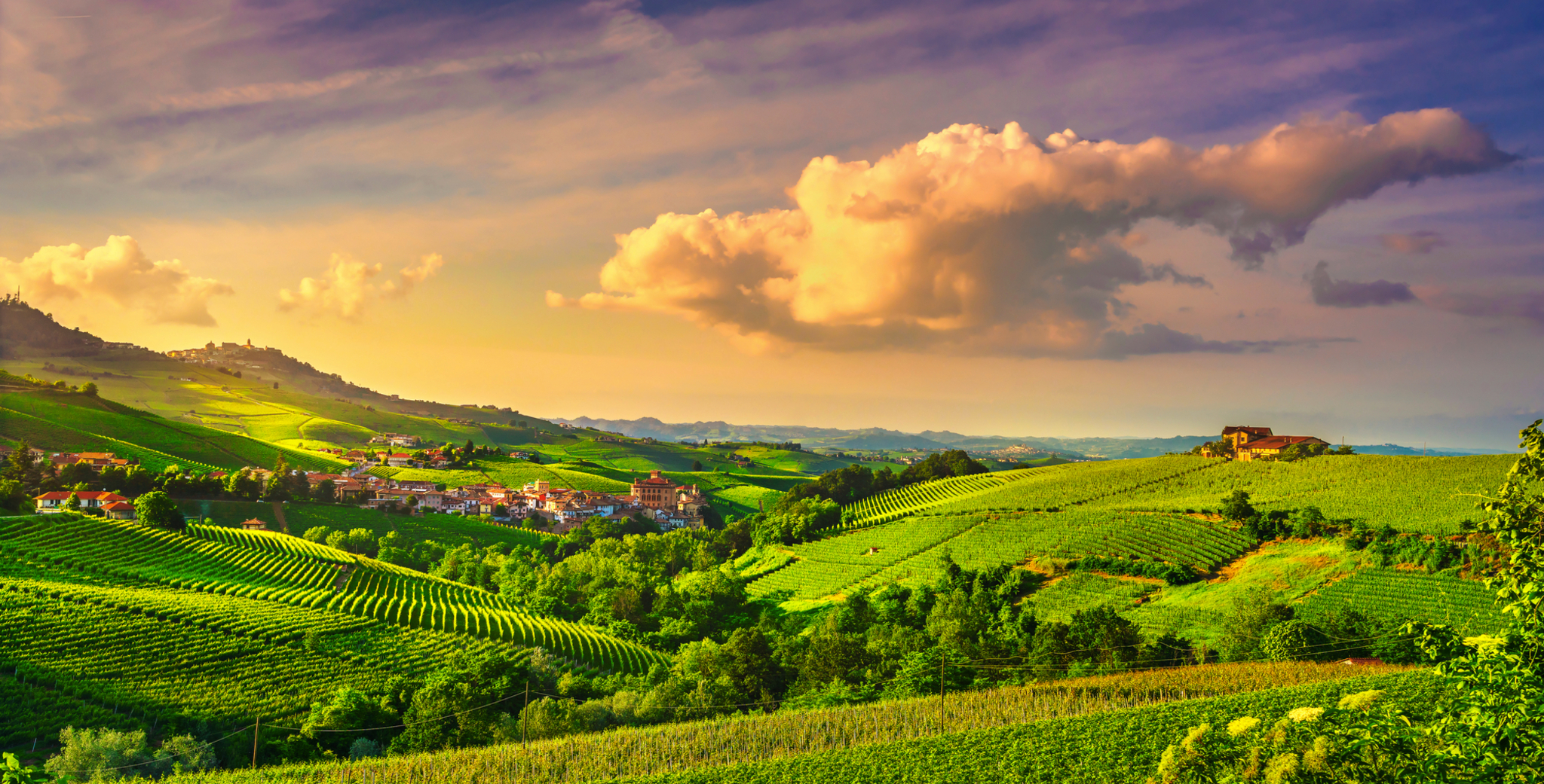 Blick auf die Weinberge der Langhe Bild
