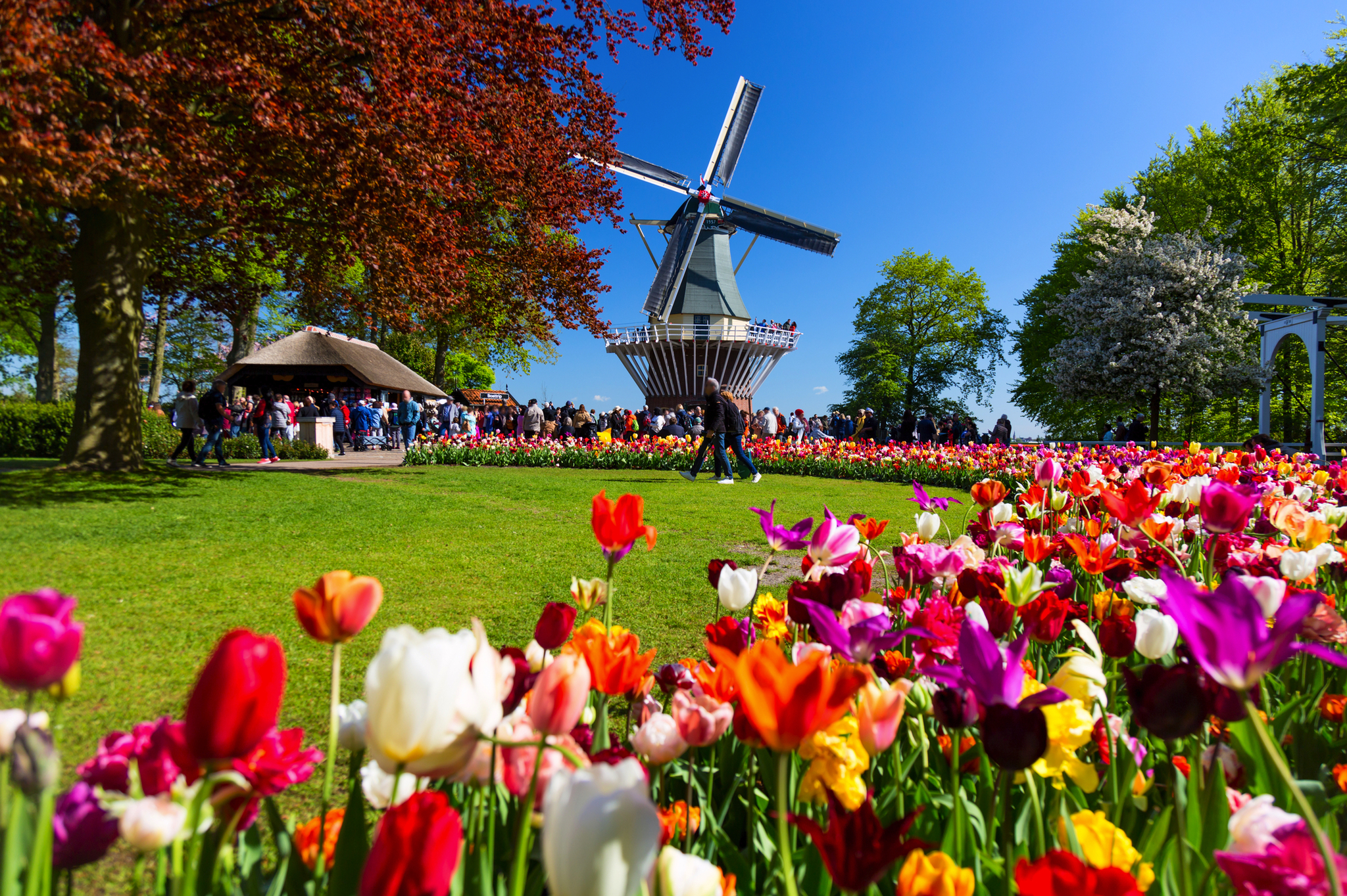 Blühende Tulpen vor einer Windmühle im Park bei Sonnenschein.