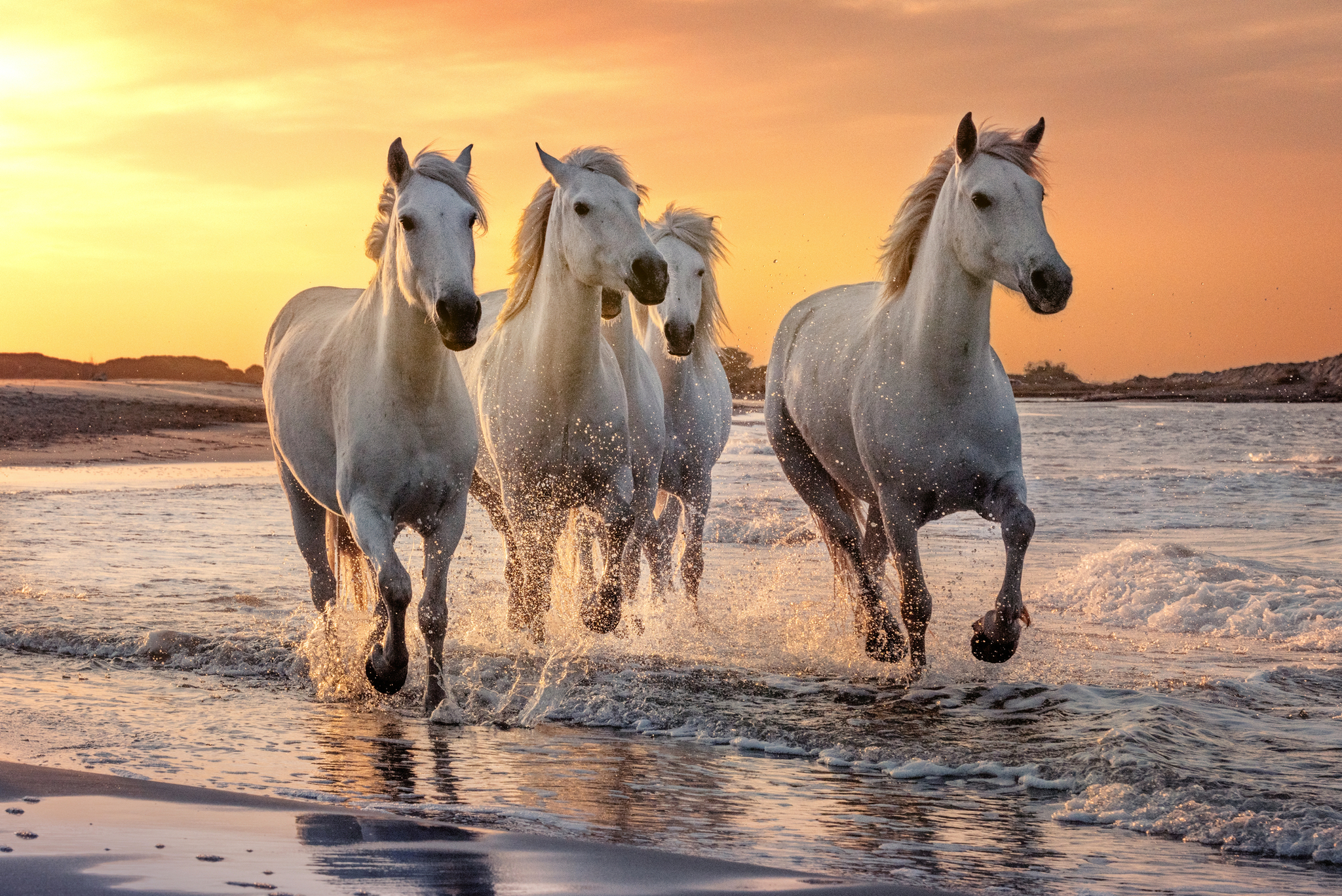 Vier weiße Pferde galoppieren im Wasser bei Sonnenuntergang.