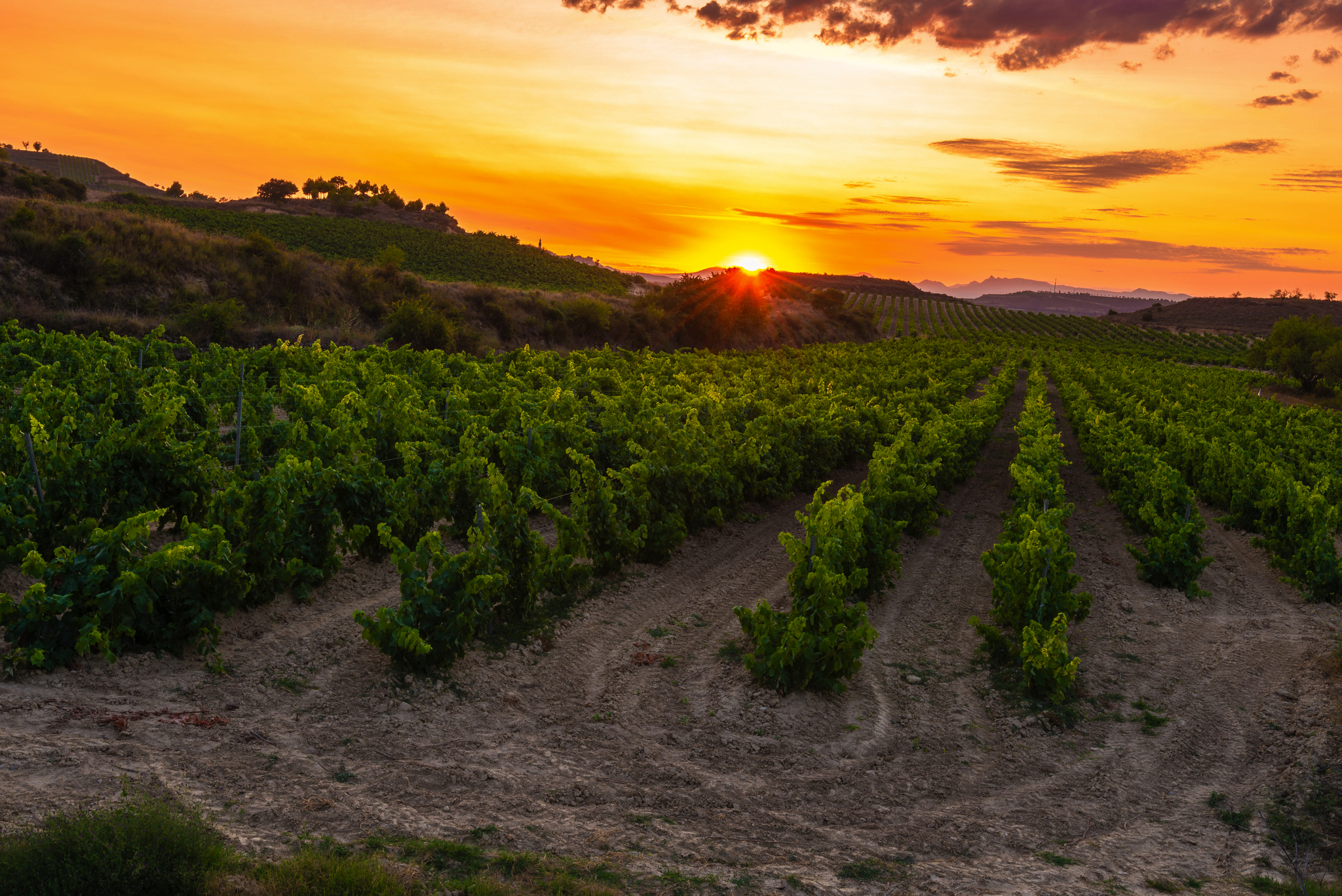 Weinanbaugebiet Ribera del Duero Bild
