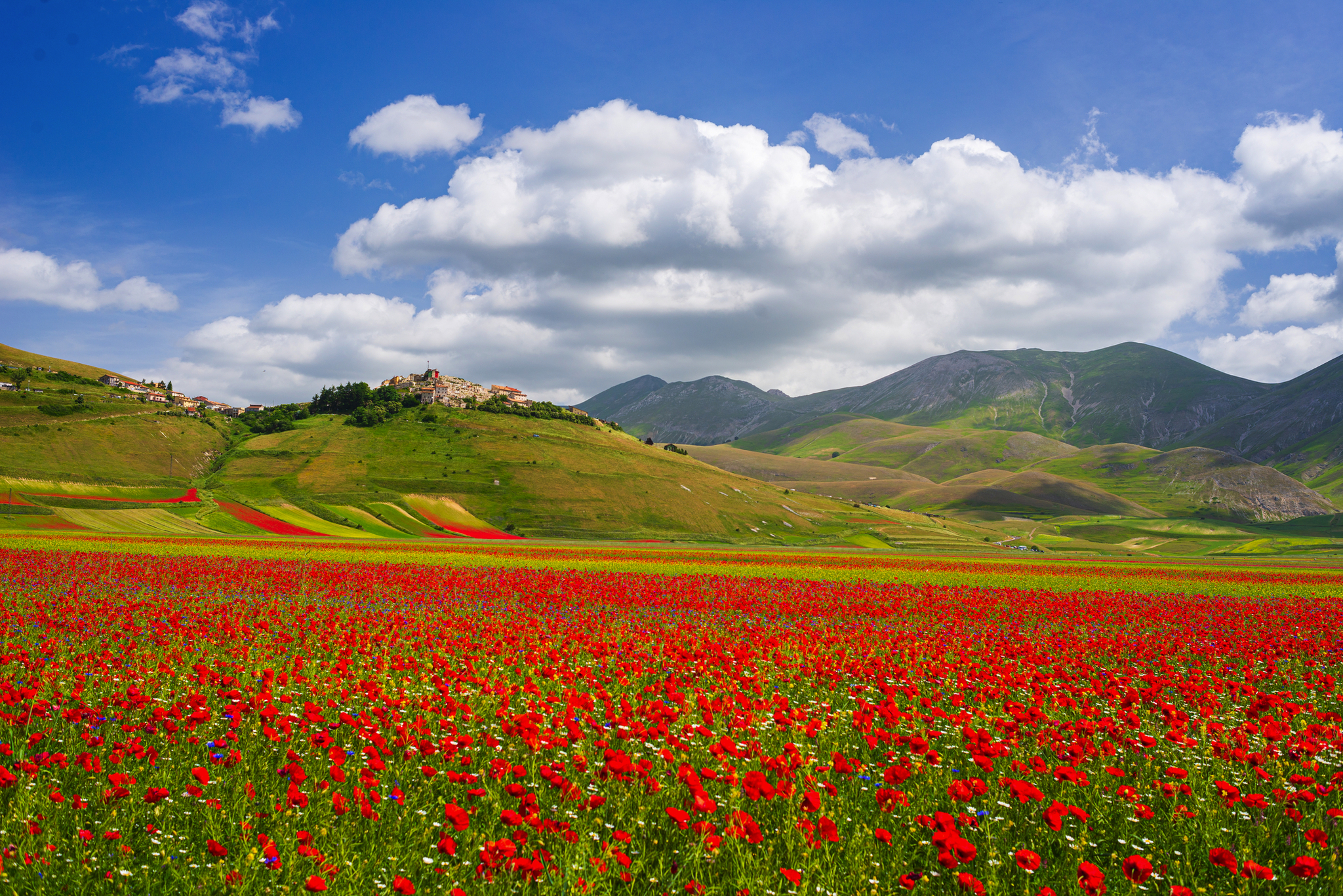 Mohnfelder vor dem Dorf Castelluccio di Norcia  Bild