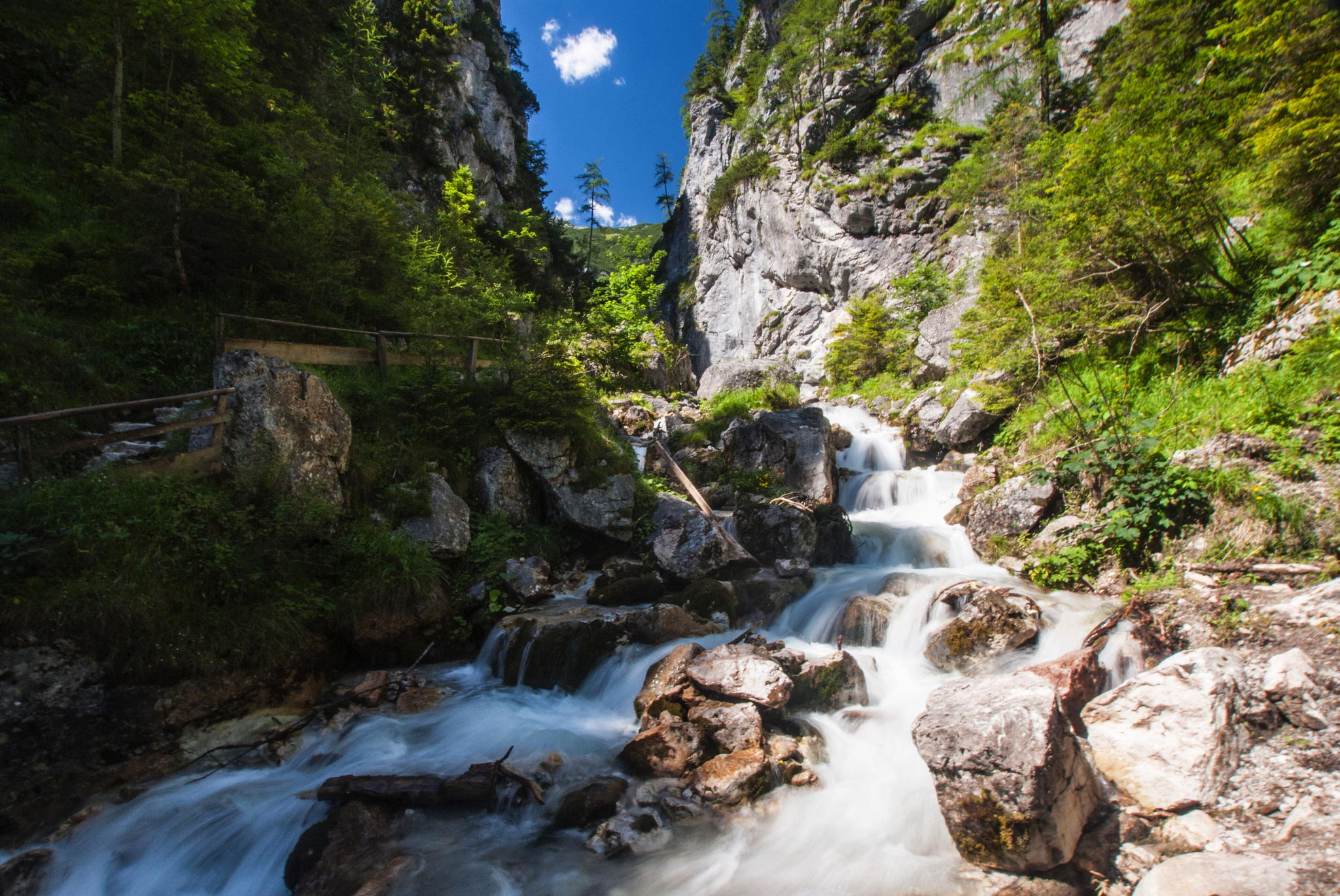 Silberkarklamm Bild