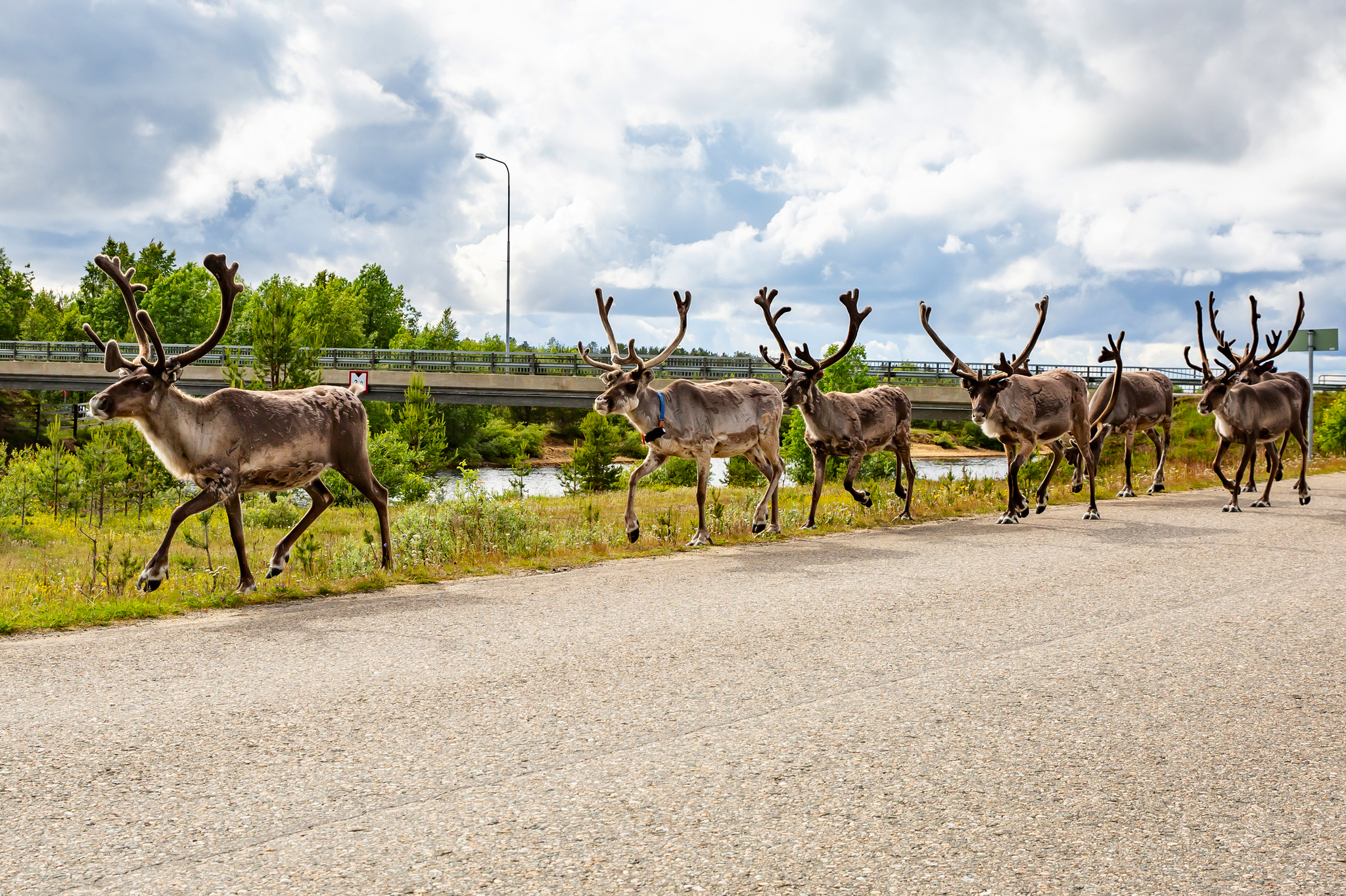 Rentiere laufen in einer Reihe auf einer Straße an einer Brücke vorbei.