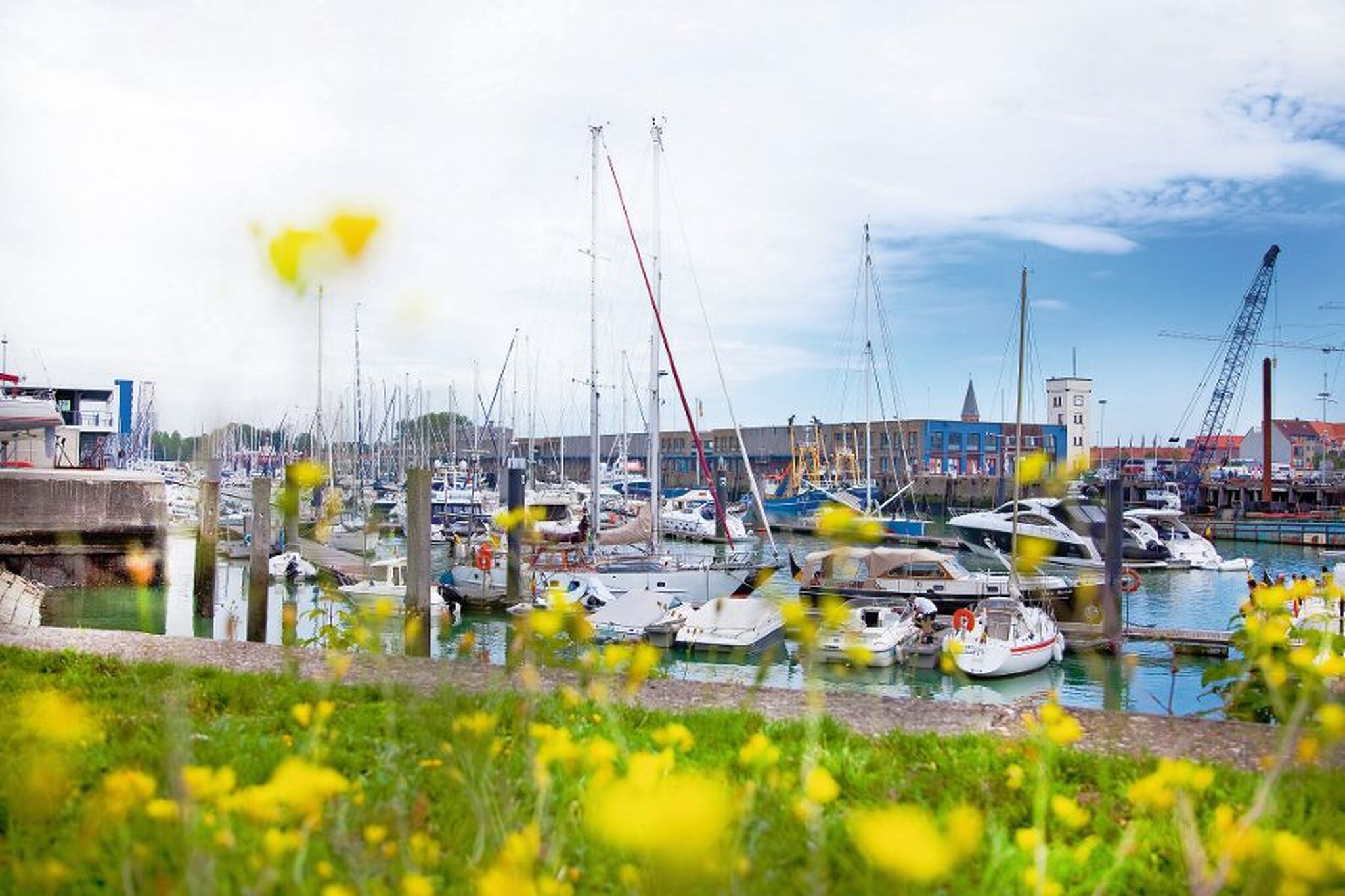 Boote im Jachthafen von Zeebrügge mit Kranen und blühenden Blumen im Vordergrund.