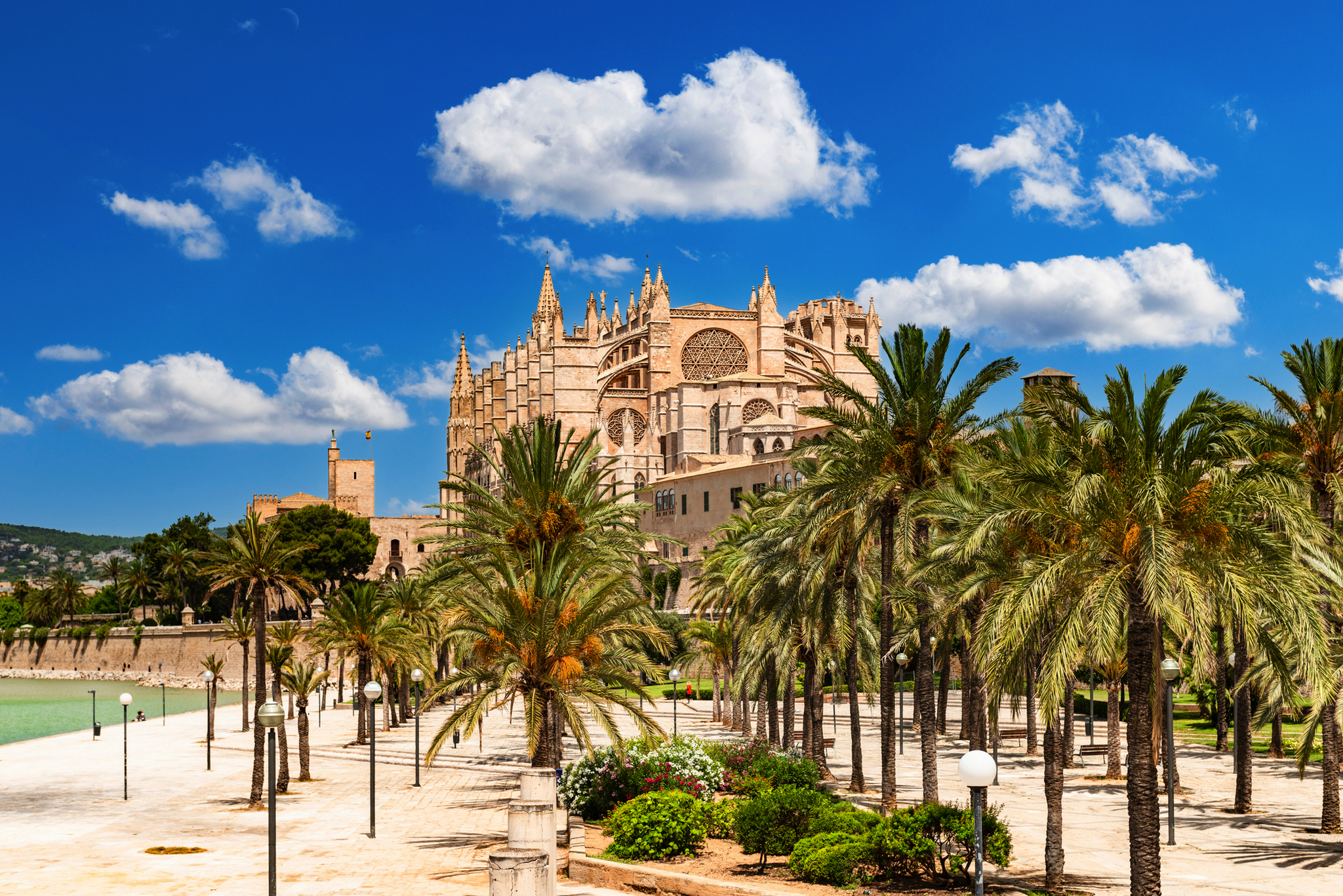 Kathedrale von Palma de Mallorca, umgeben von Palmen und blauer Himmel im Hintergrund