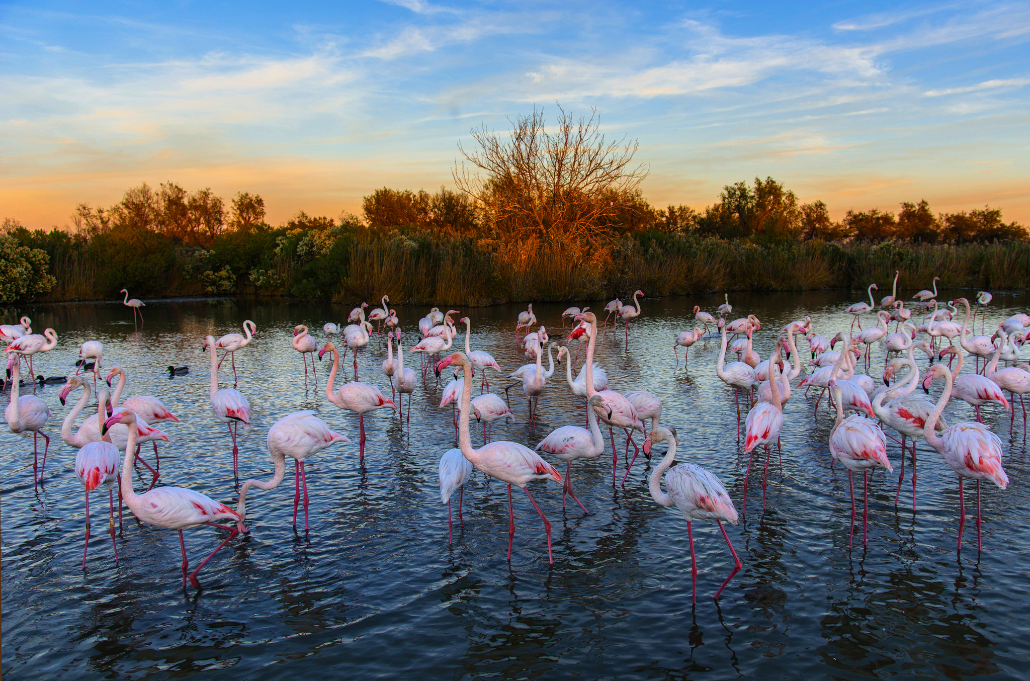 Eine Gruppe Flamingos steht in einem seichten Wasser bei Sonnenuntergang.