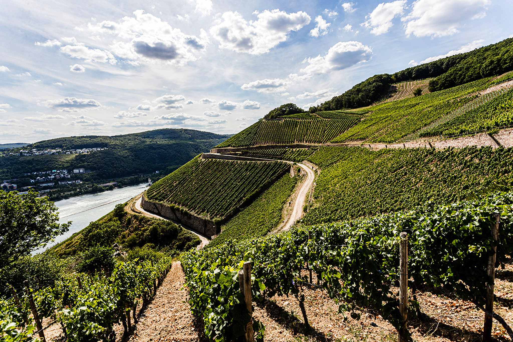Weingut Künstler, Hochheim am Rhein Bild
