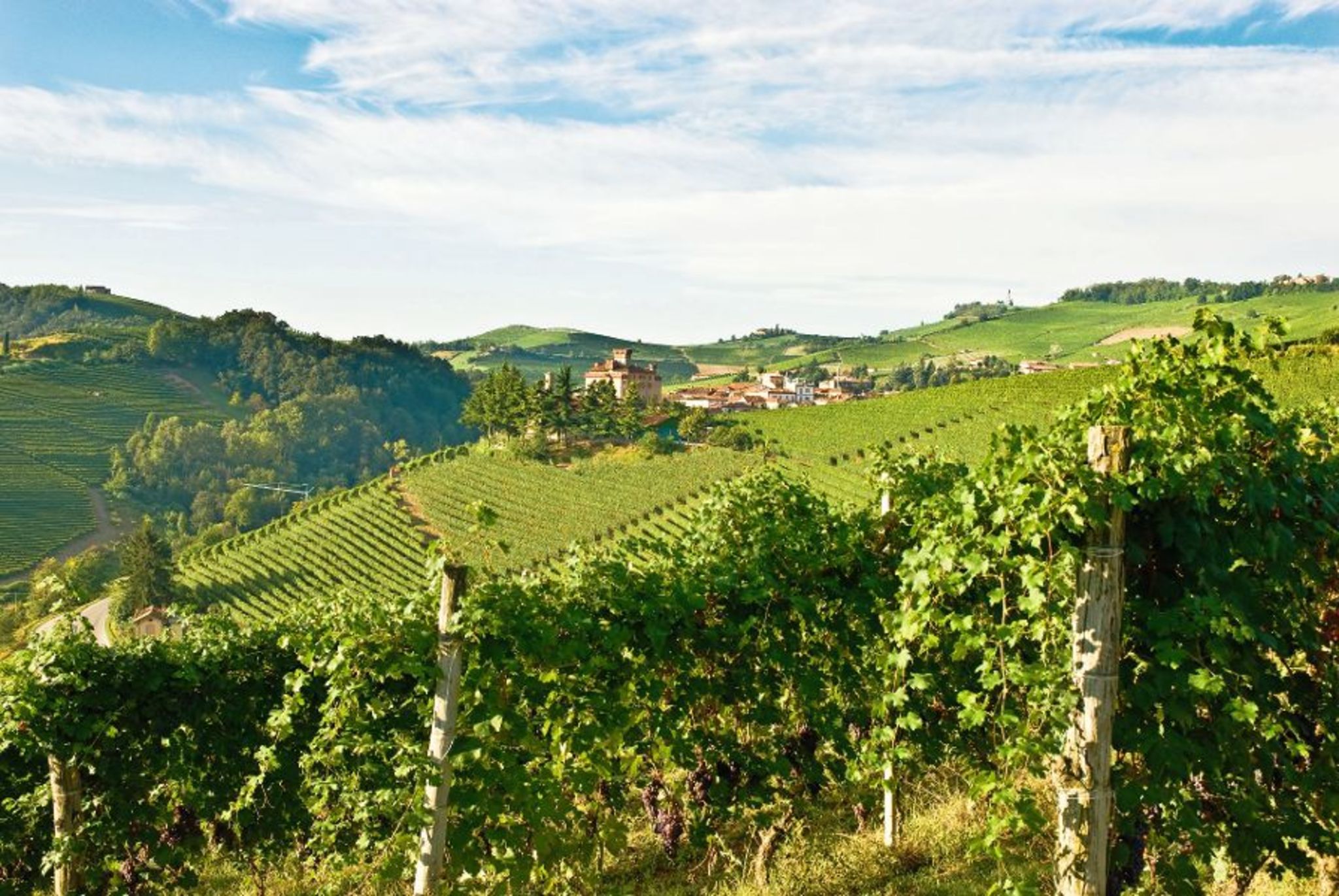 Weinberge auf sanften Hügeln unter blauem Himmel.