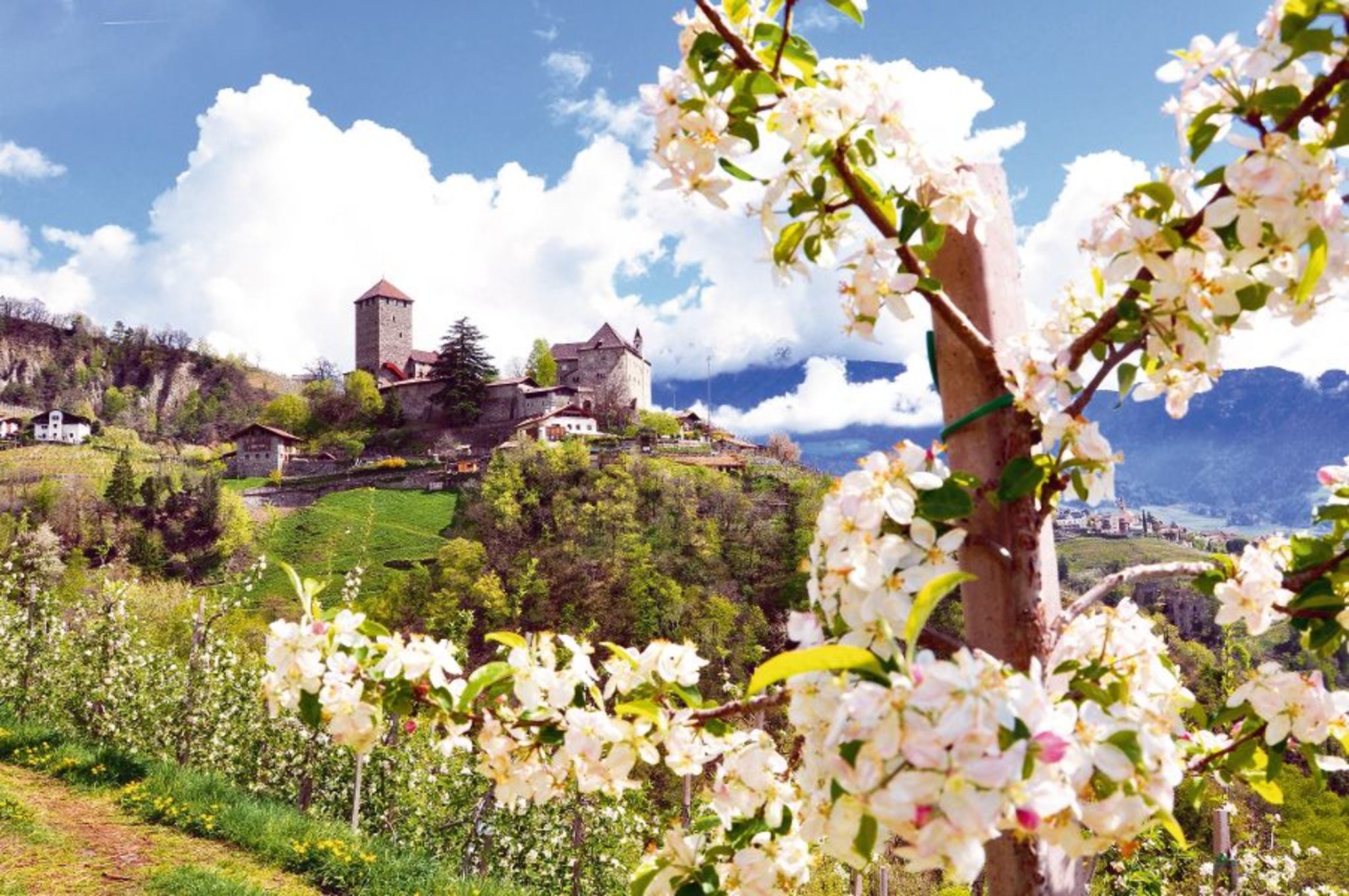 Blühende Obstbäume Bild