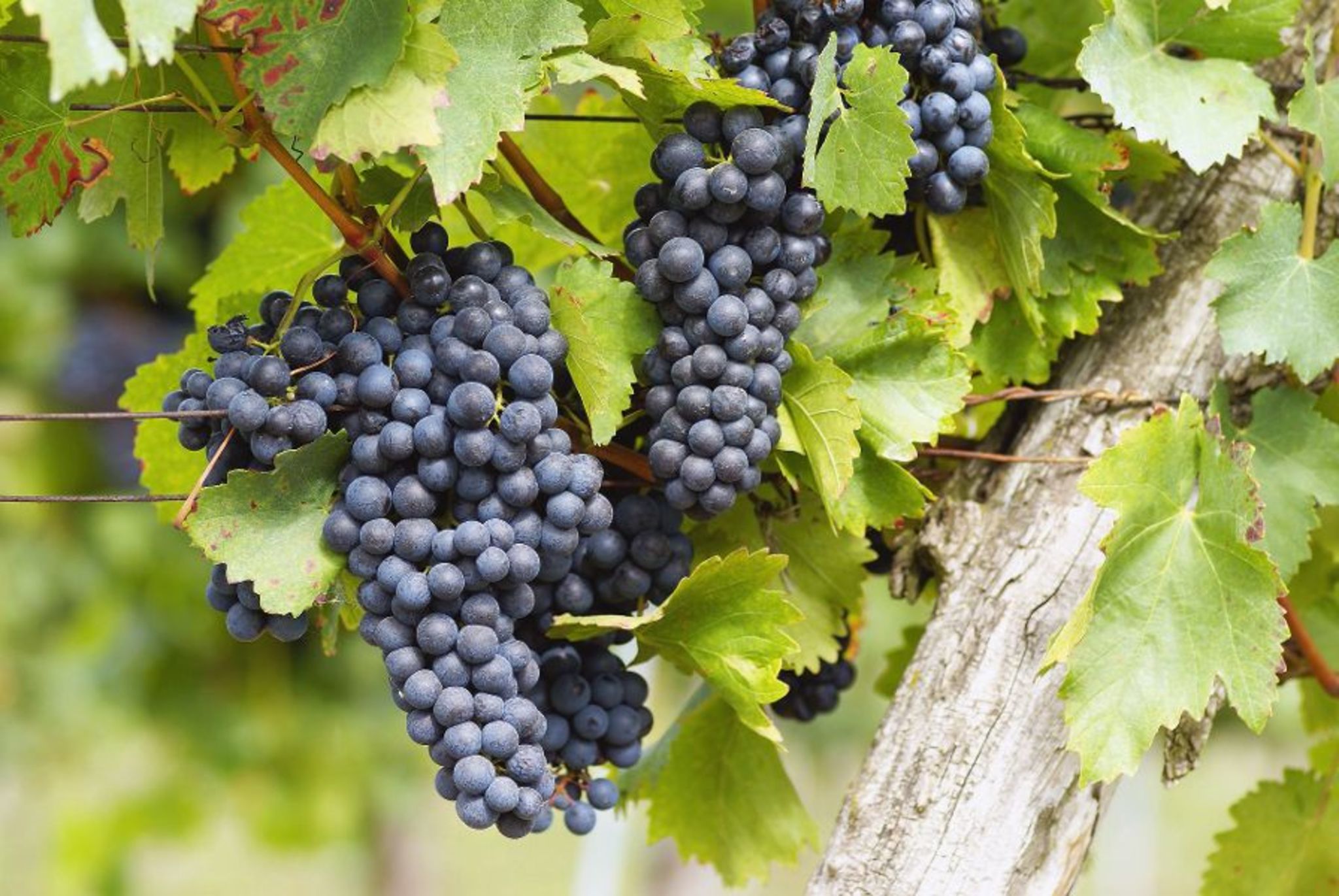 Blaue Weintrauben Bild