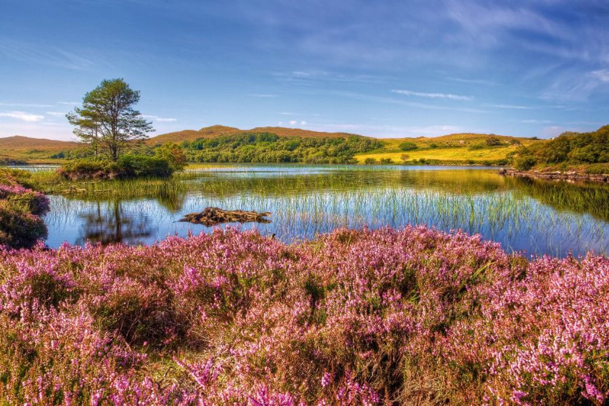 Heidelandschaft Bild