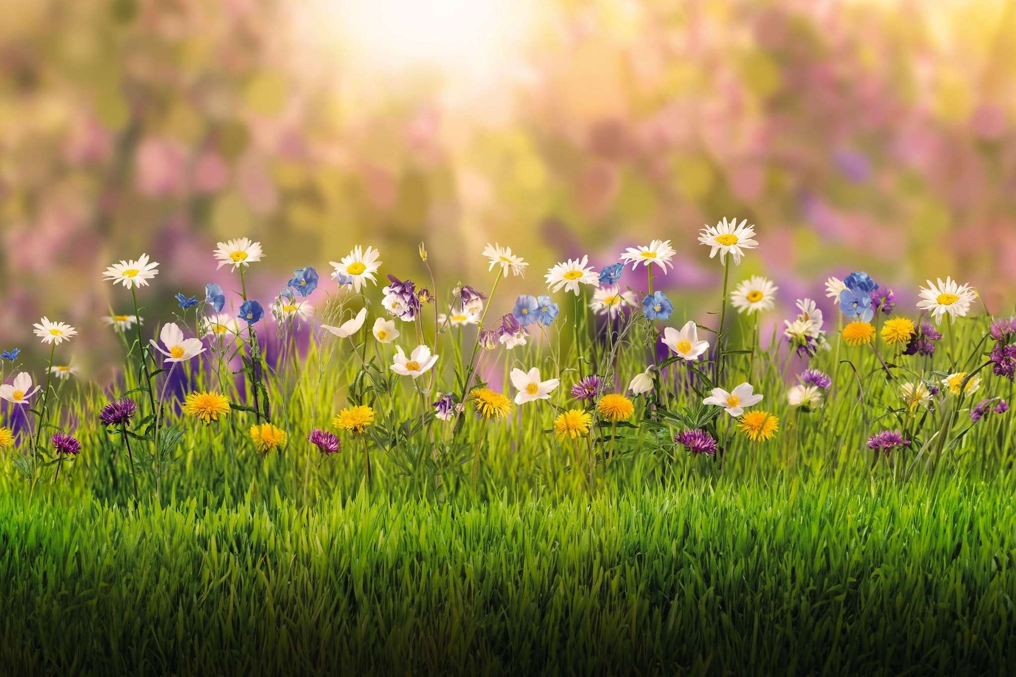 Tal X - Gartenschau Freudenstadt & Baiersbronn Bild