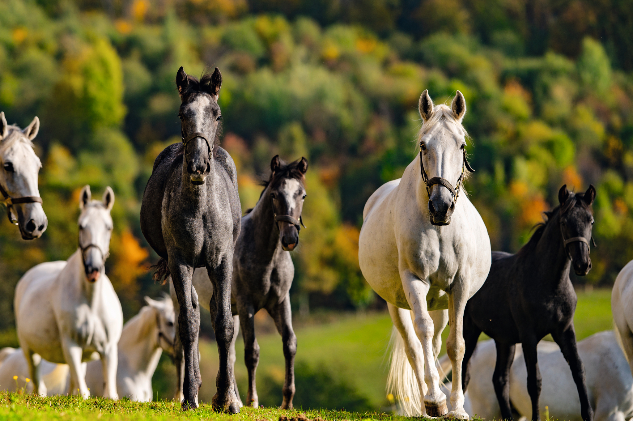 Lipizzaner-Pferde auf einer Wiese im Herbst.
