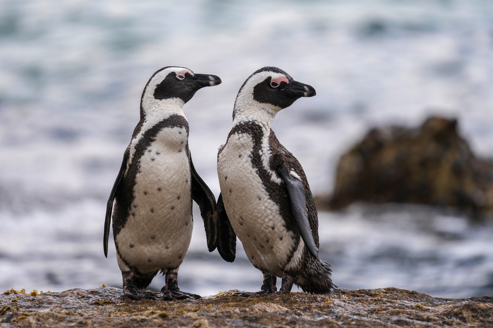 Zwei Pinguine auf einem Felsen am Meer.