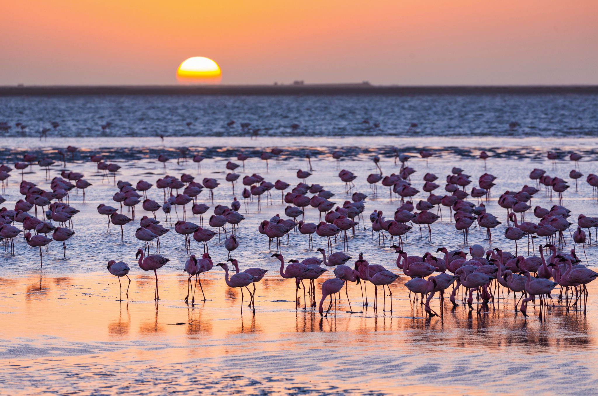 Flamingos stehen im Wasser in der Walfischbucht in Namibia bei Sonnenuntergang.