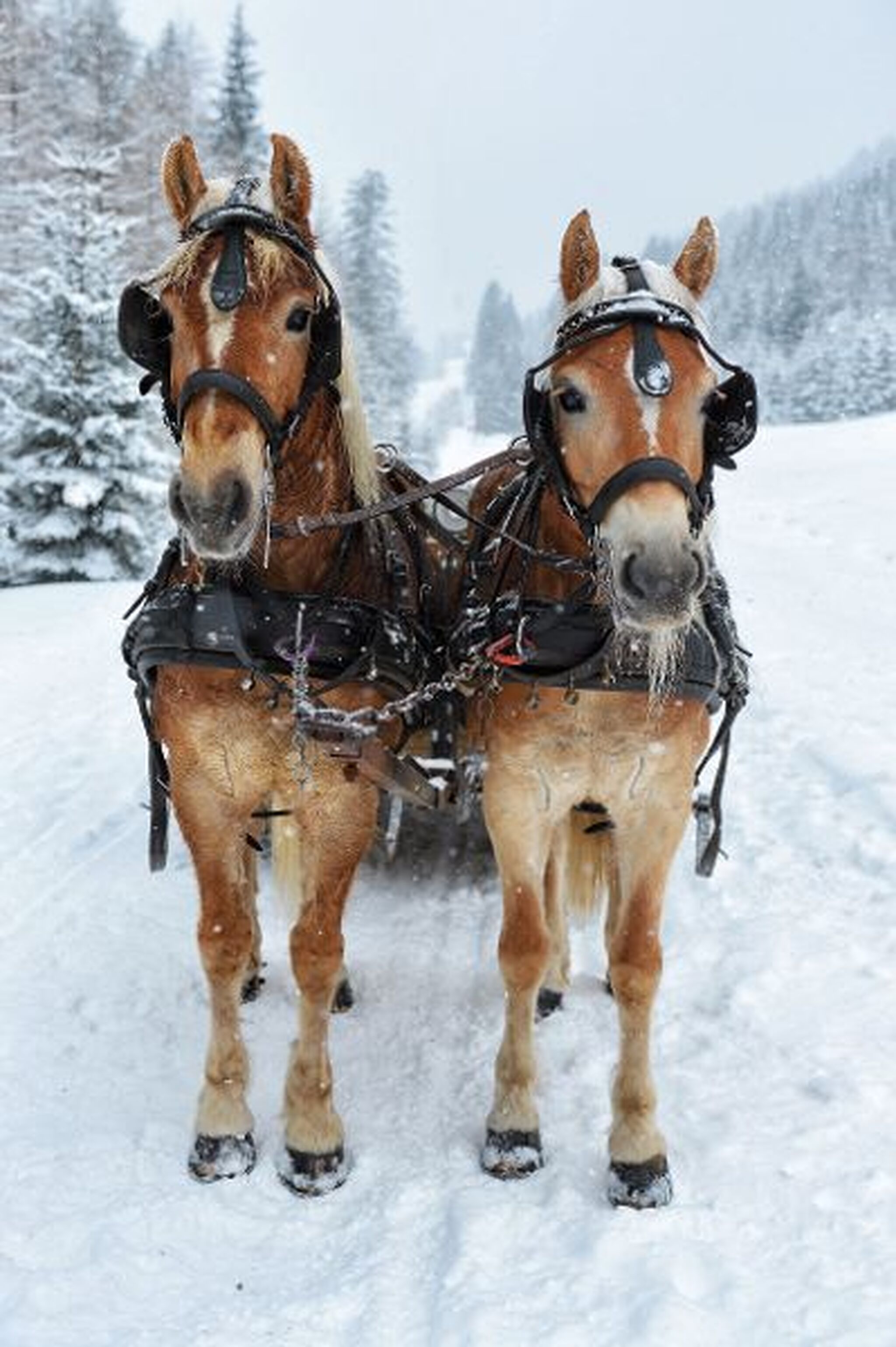 Zwei Pferde mit Geschirr stehen im verschneiten Winterwald.