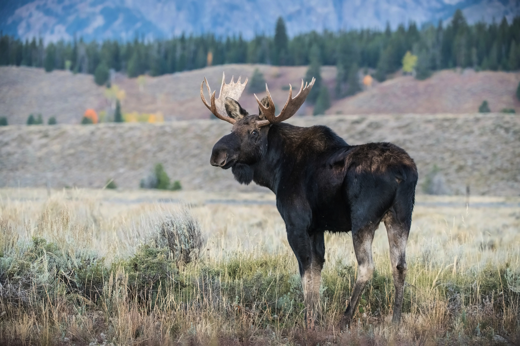 Elch im Yellowstone Bild