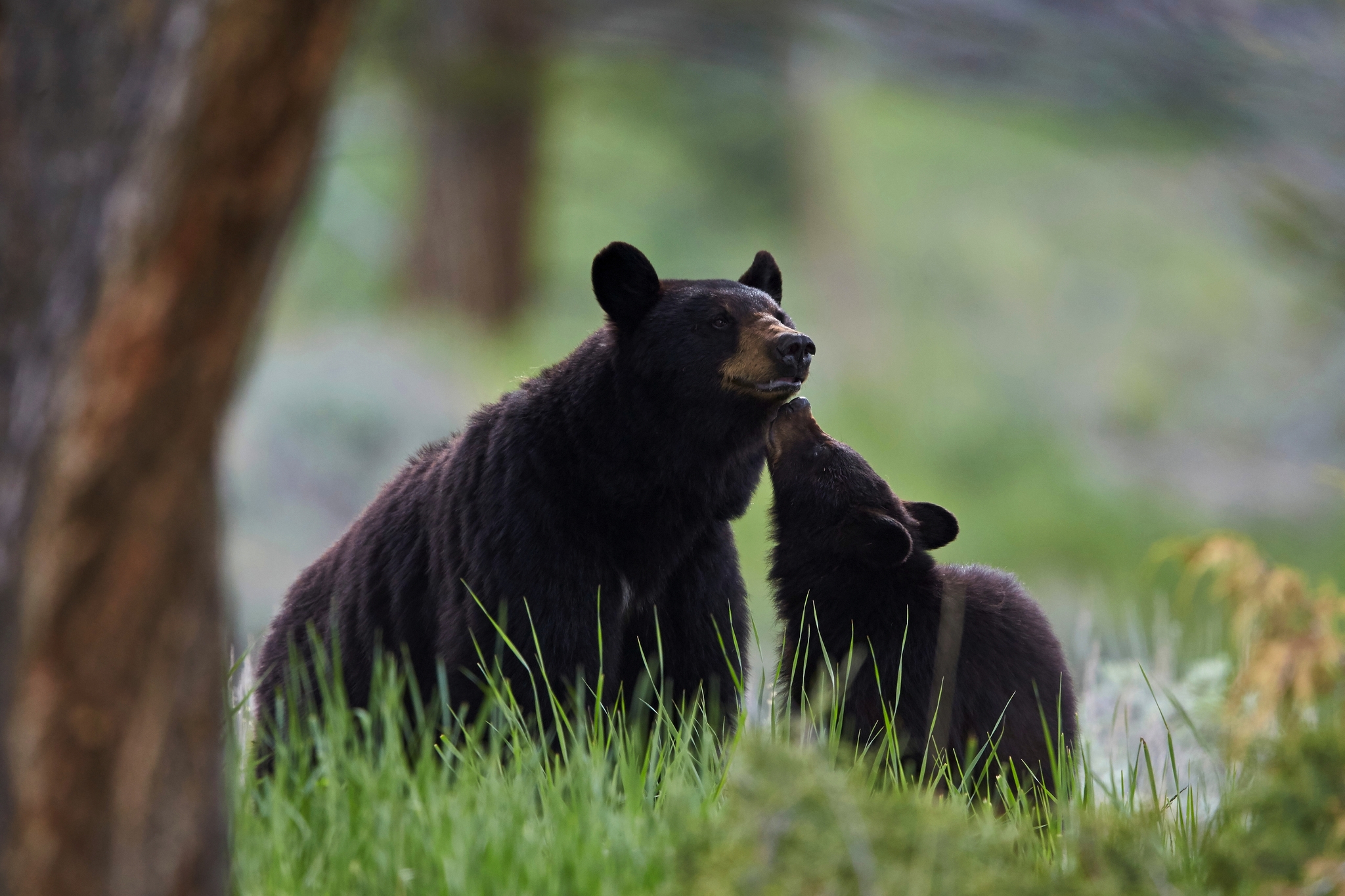 Schwarzbären im Yellowstone Bild