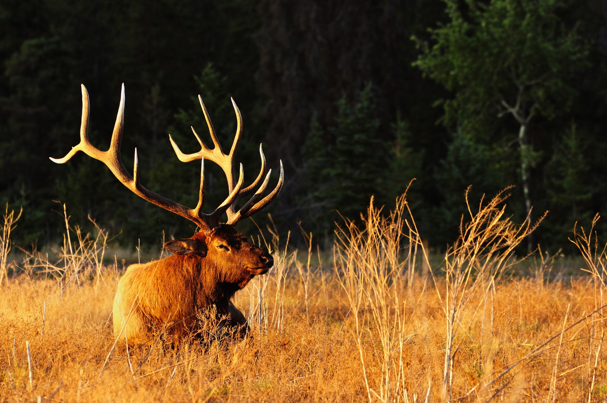 Jasper Nationalpark Bild