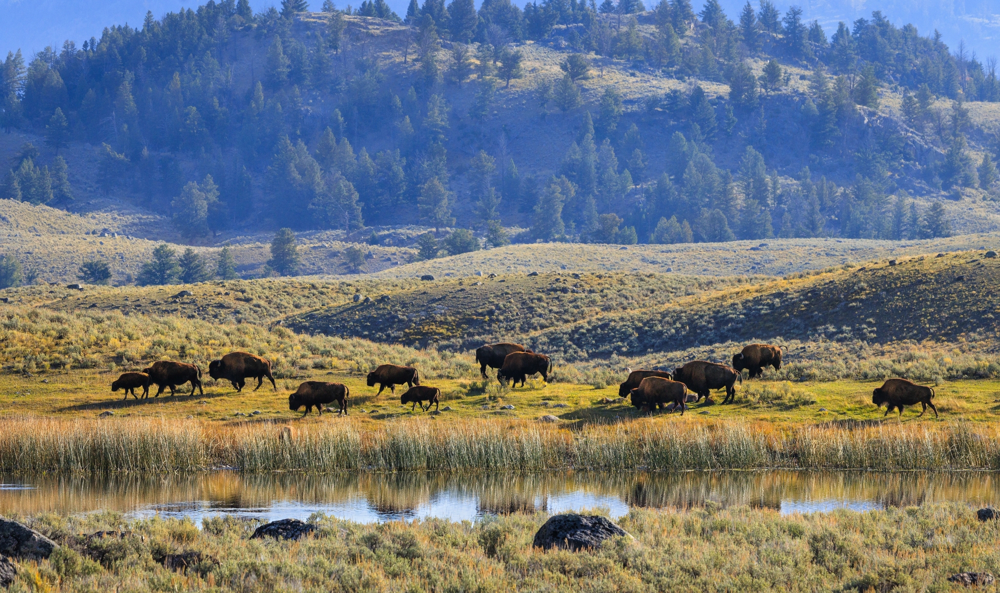 Bisonherde im Yellowstone Bild