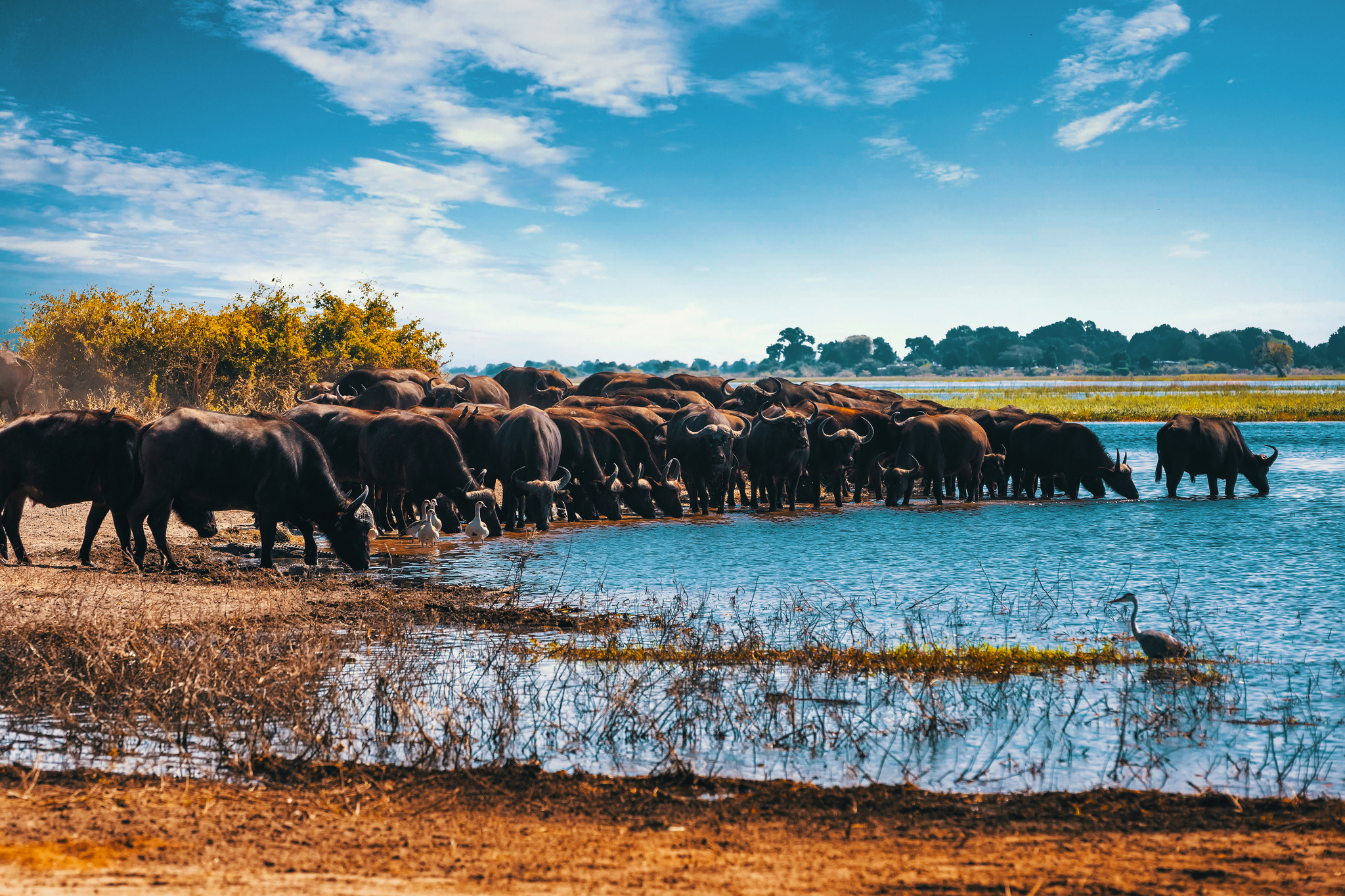 afrikanische Herde von Cape Buffalo Chobe Nationalpark Bild