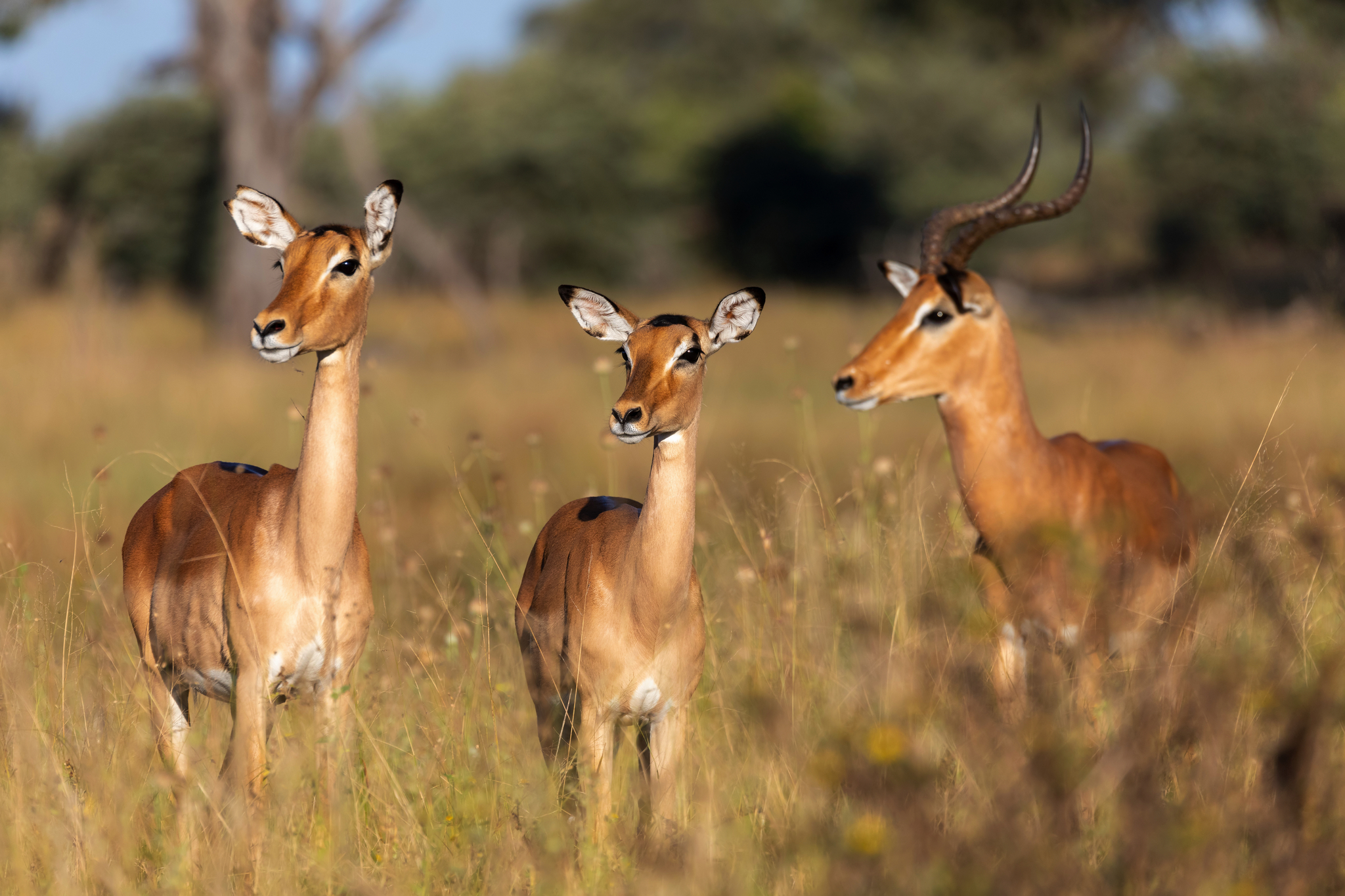 Impala Antilopen Bild
