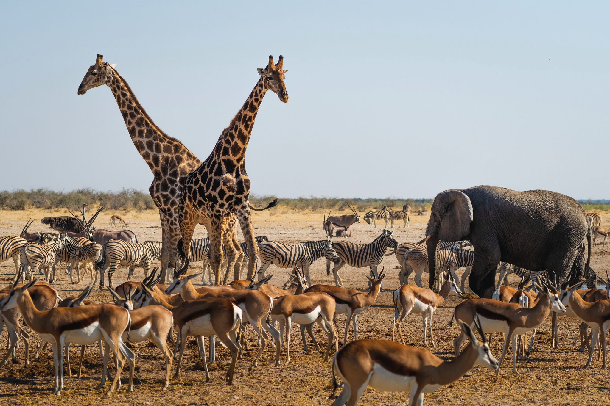 Wilde Tiere versammeln sich um ein Waterhole im Etosha-Nationalpark Bild
