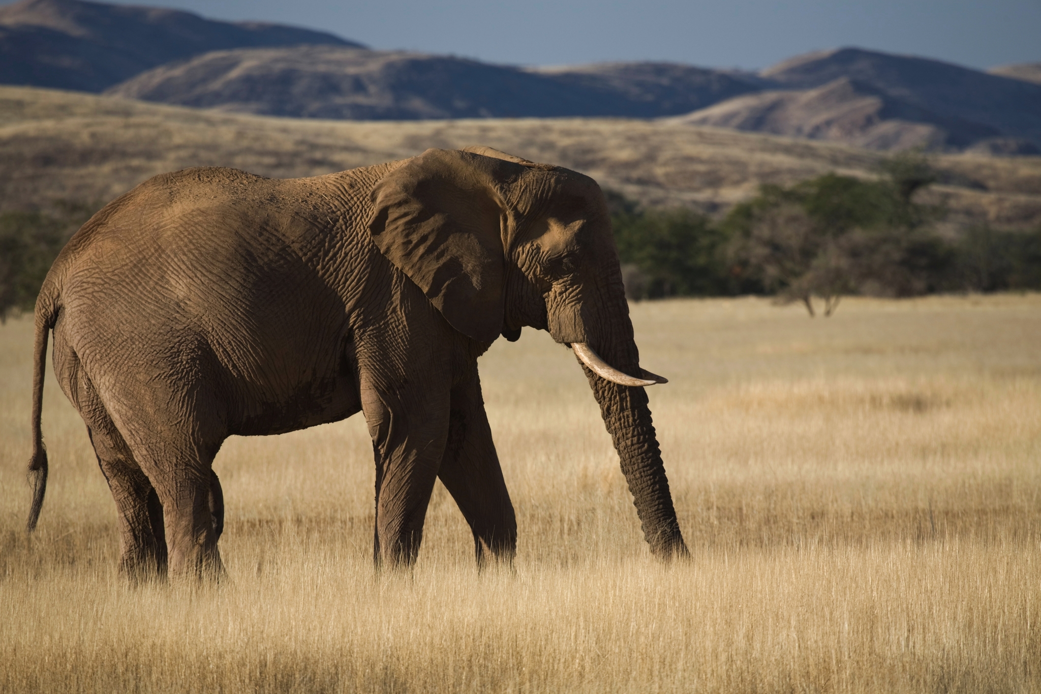 Wüstenelefant, Damaraland Bild