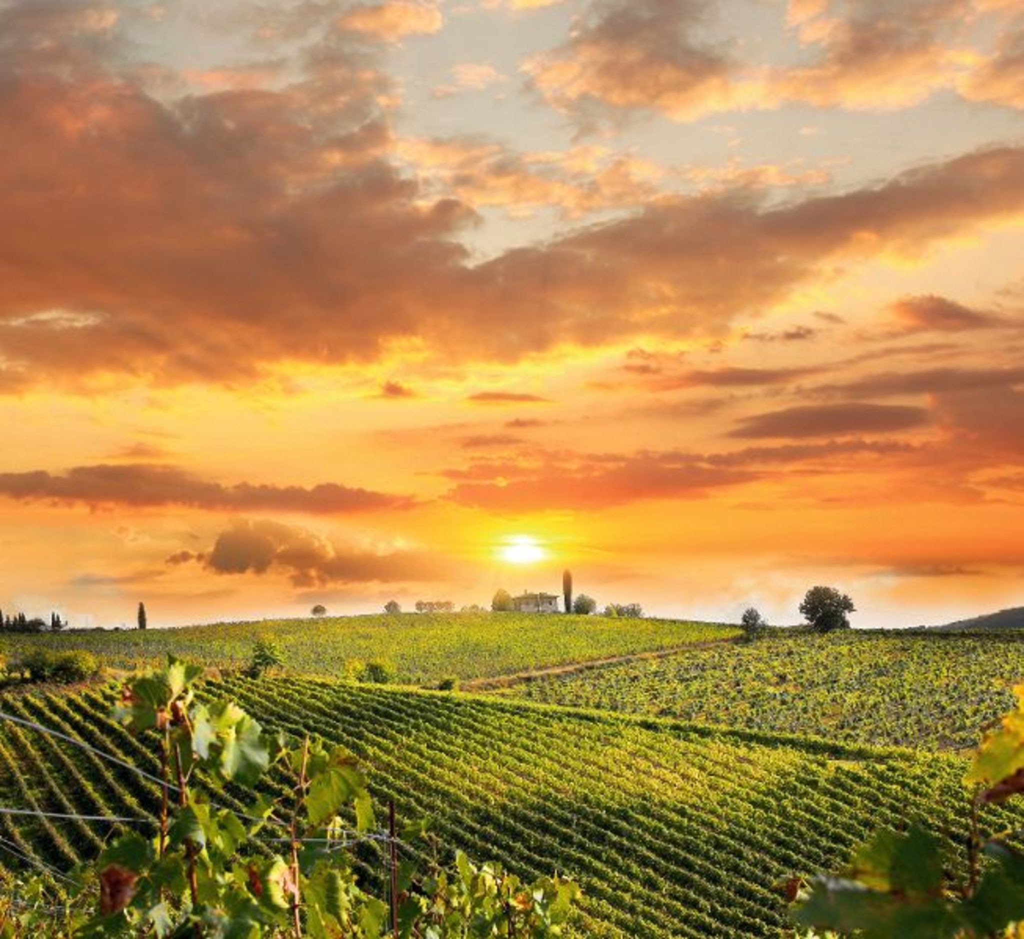Weinberge bei Sonnenuntergang mit Wolken und einer Anhöhe im Hintergrund.