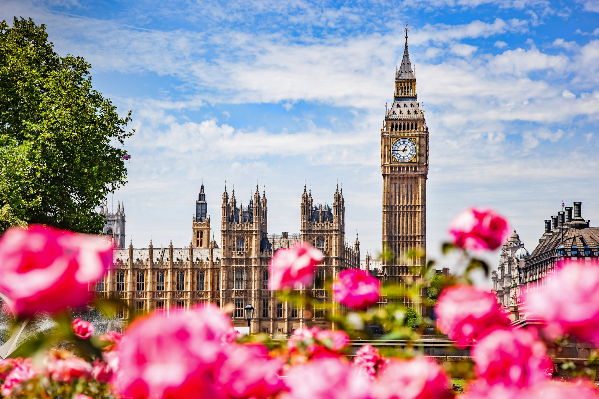 Big Ben und das Parlament mit rosafarbenen Blumen im Vordergrund.