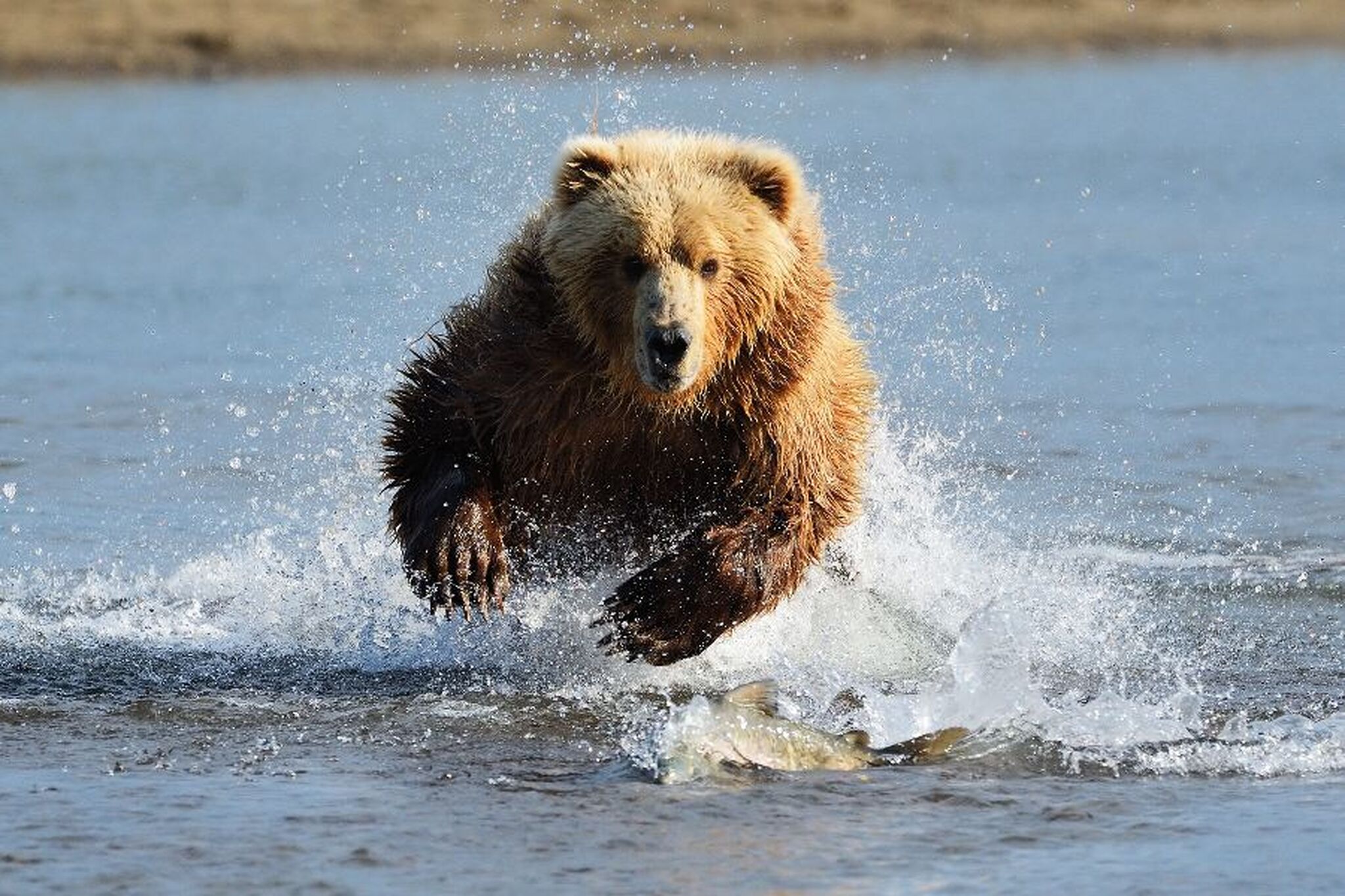 Ein Braunbär läuft durch flaches Wasser, während er einen Fisch jagt.